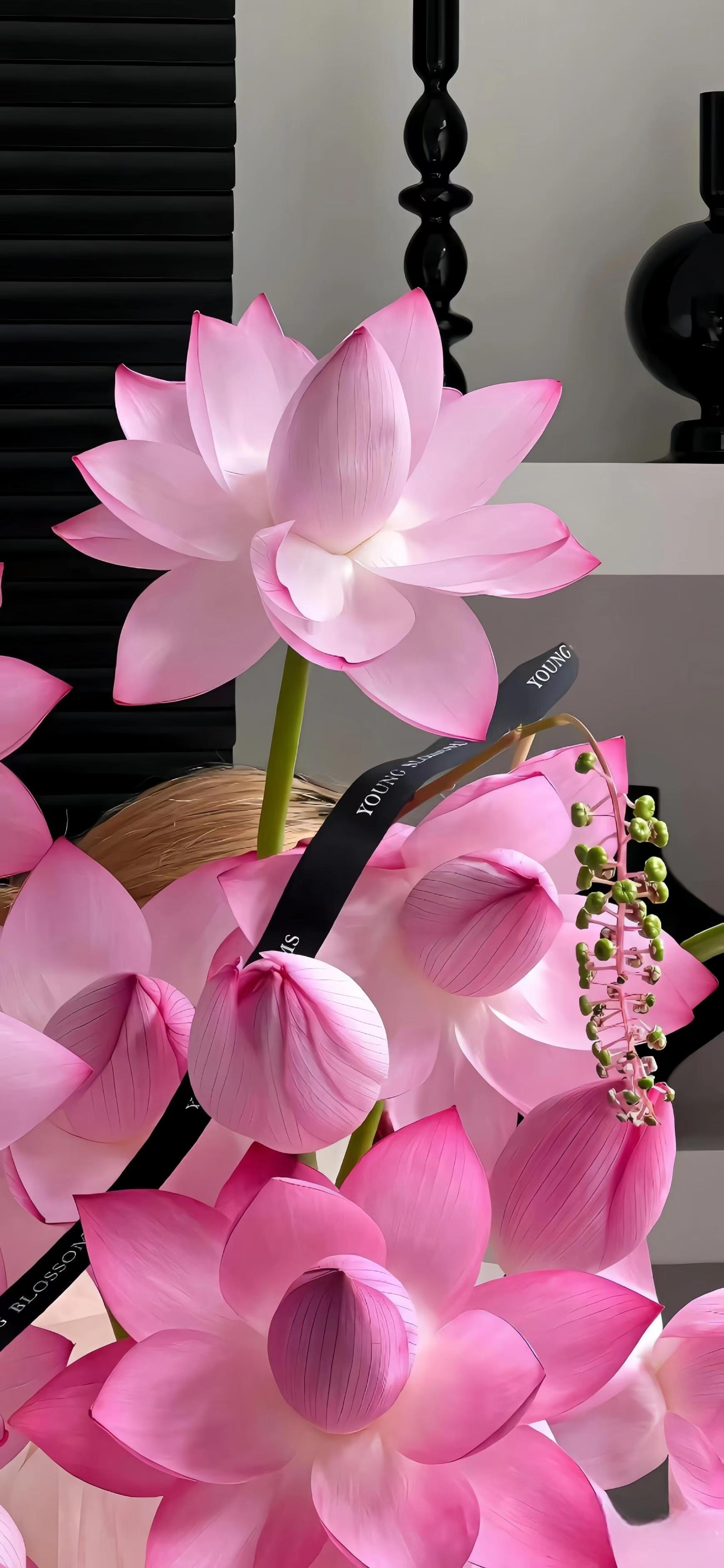 伊伊 的想法: 我一直认为荷花的粉色是最好看的颜色,你觉得好看吗?