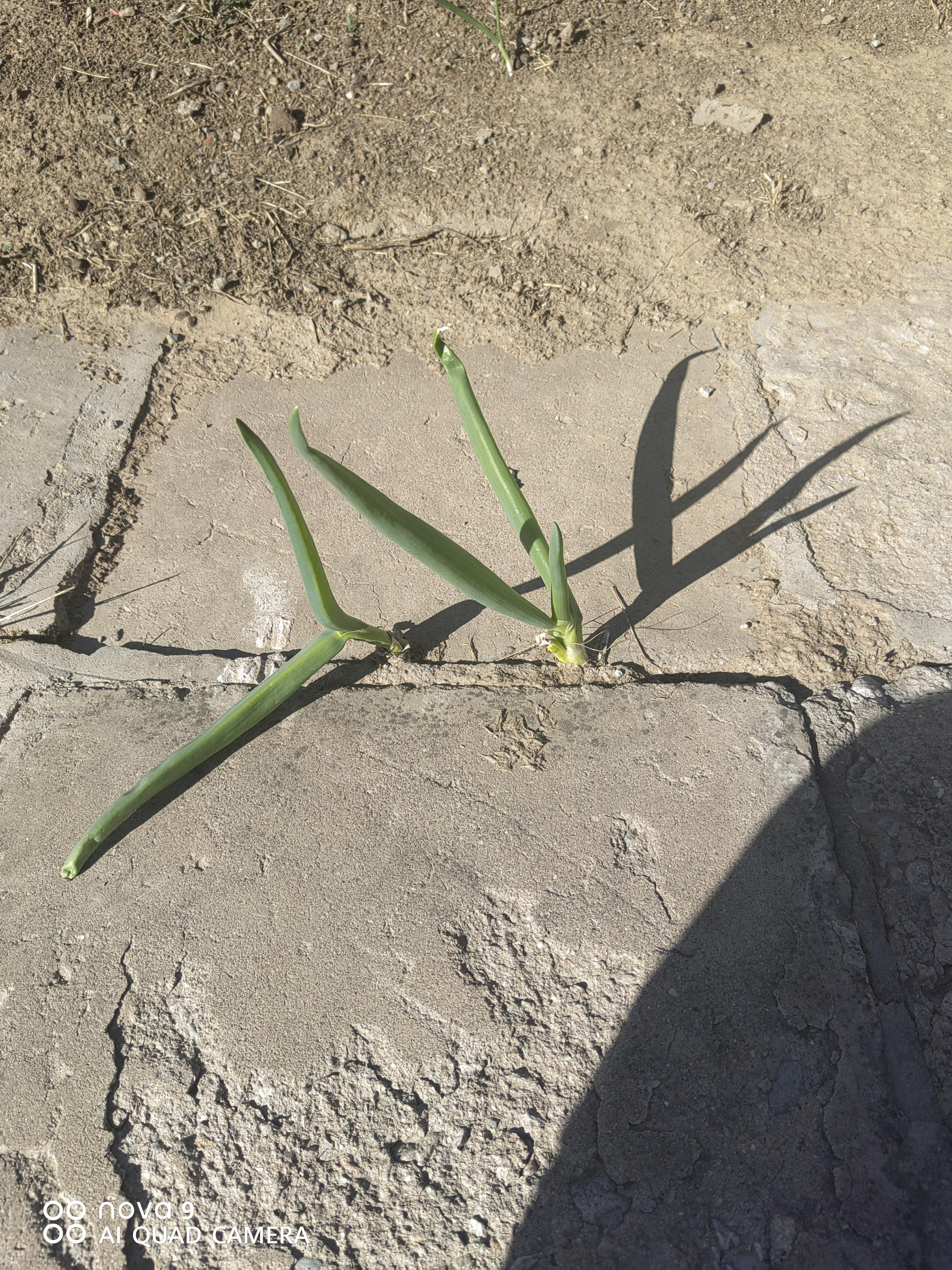 晨阳 的想法: 夹缝里面求生存 | 人与人之间生存生活的环境差异很大