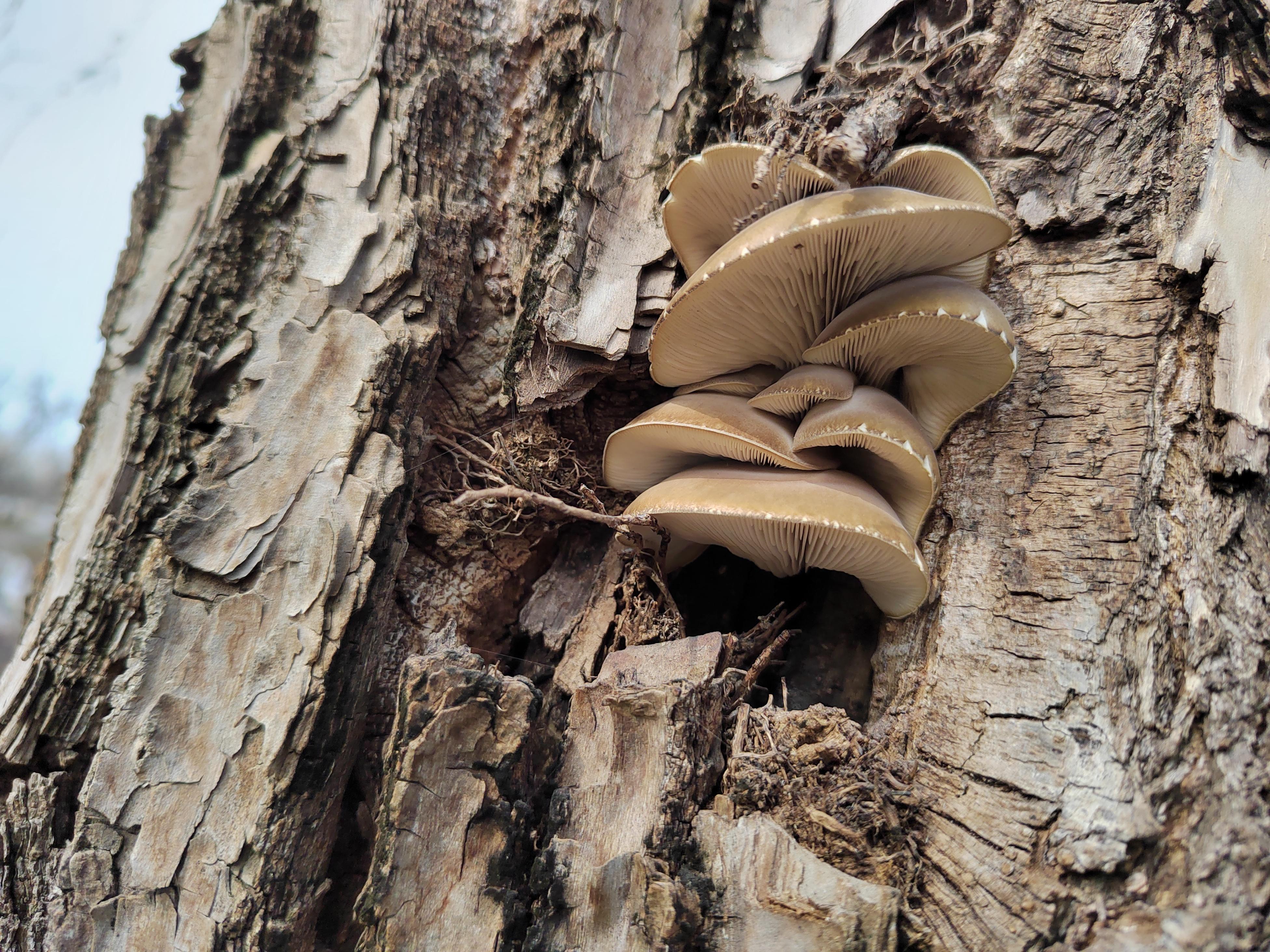 柳树上的菇 | 前几天在公园里玩,发现柳树上长出了很好看的蘑菇