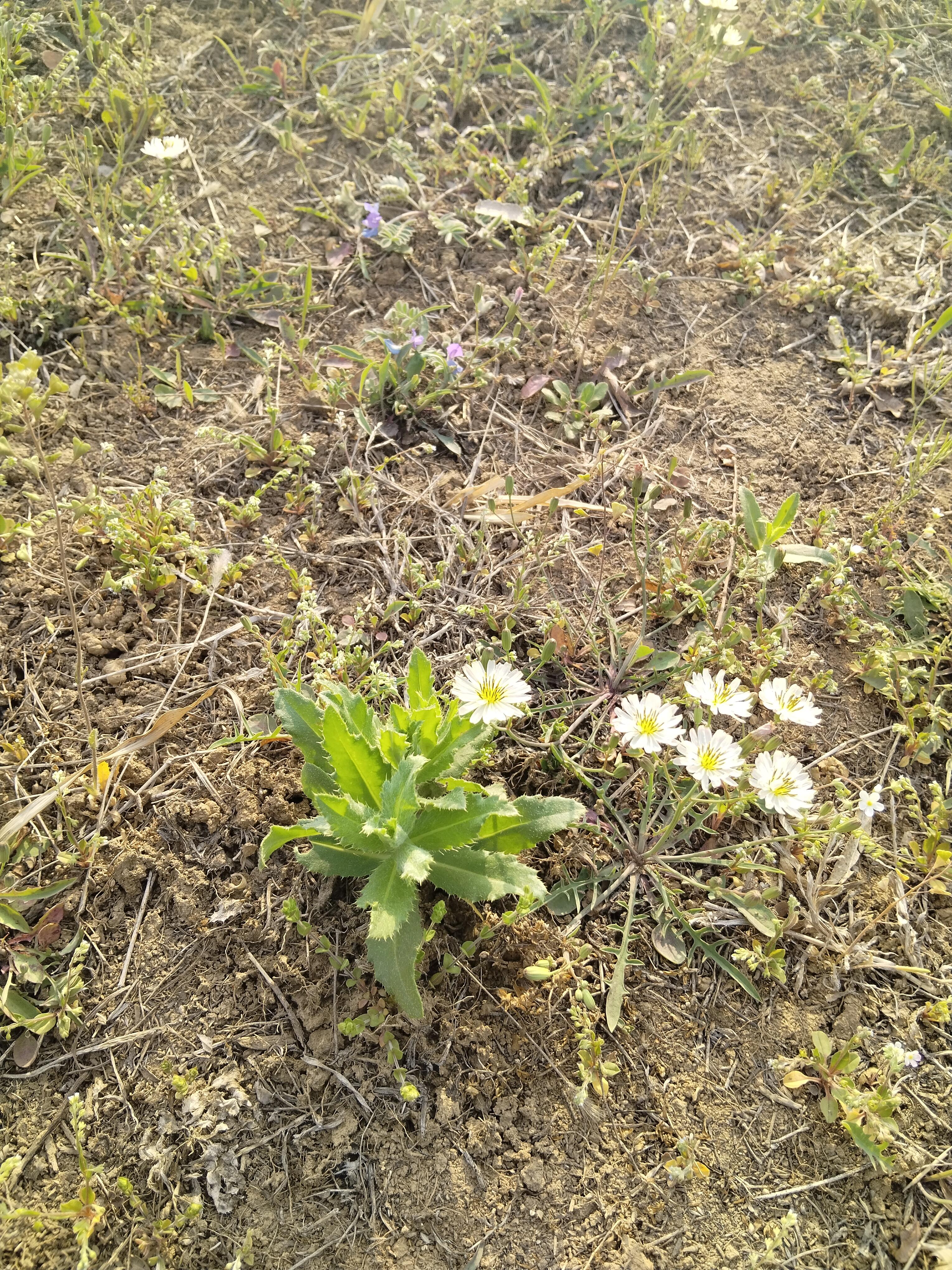 老胡 的想法: 草色遥看近却无