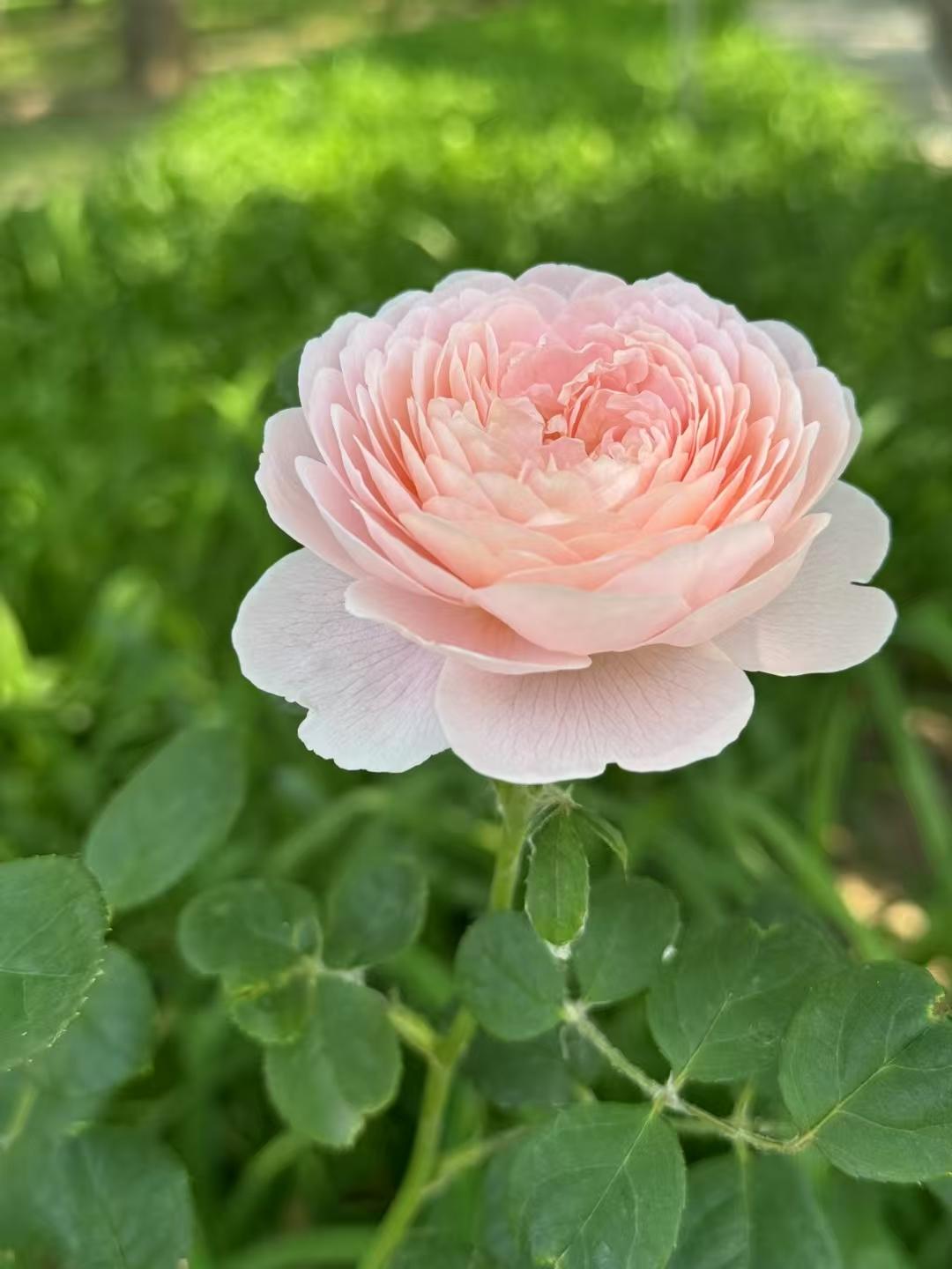 成功的花,人们只惊慕她现时的明艳!