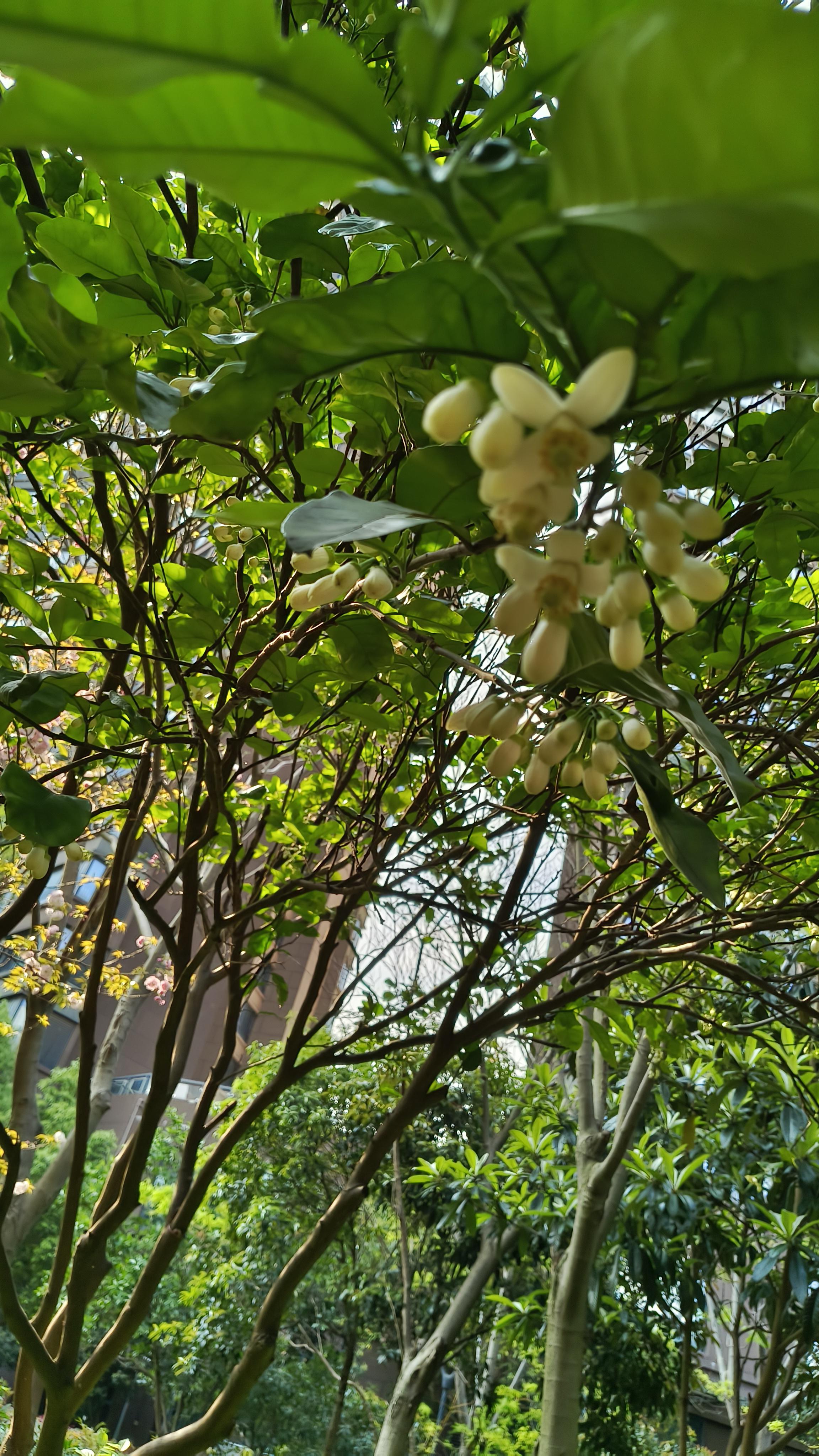 柚子开花前的图片图片