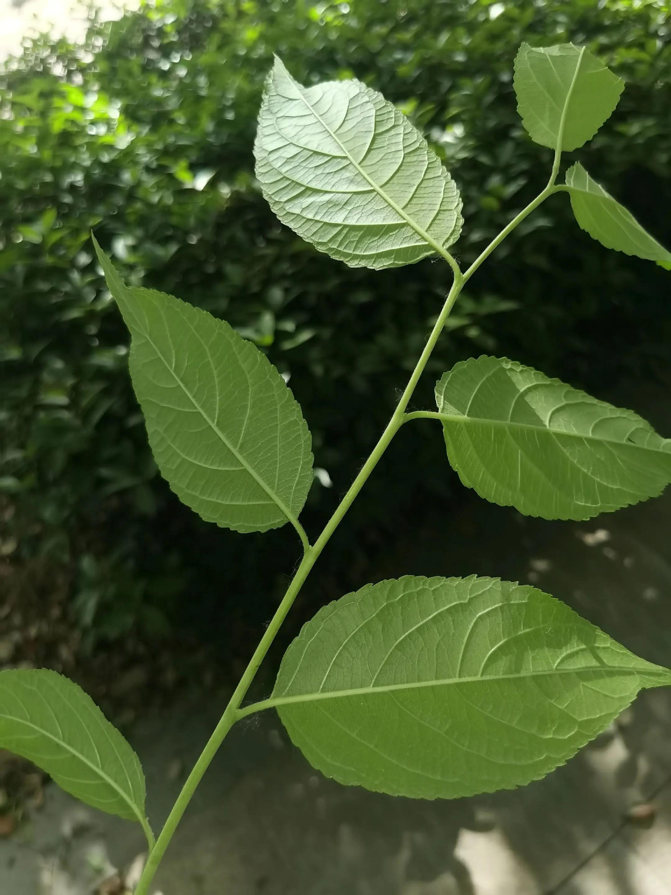 狗脊配杜仲:适用于老年