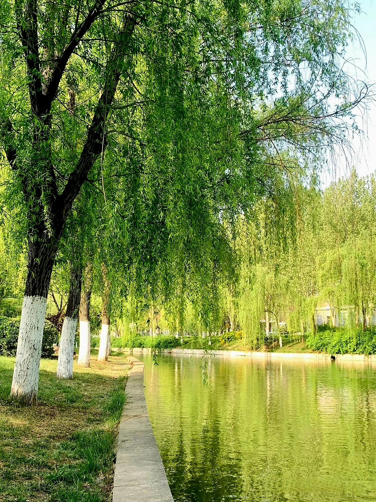 柳树下,还有零星的柳絮飘落下来.​ 前段时间,柳絮像雪花一样