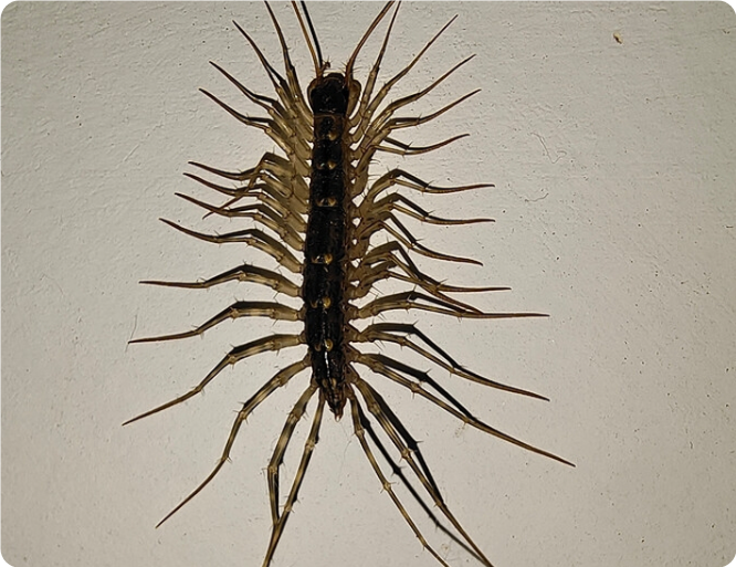 大静之美 的想法: 消灭蚰蜒虫的小妙招