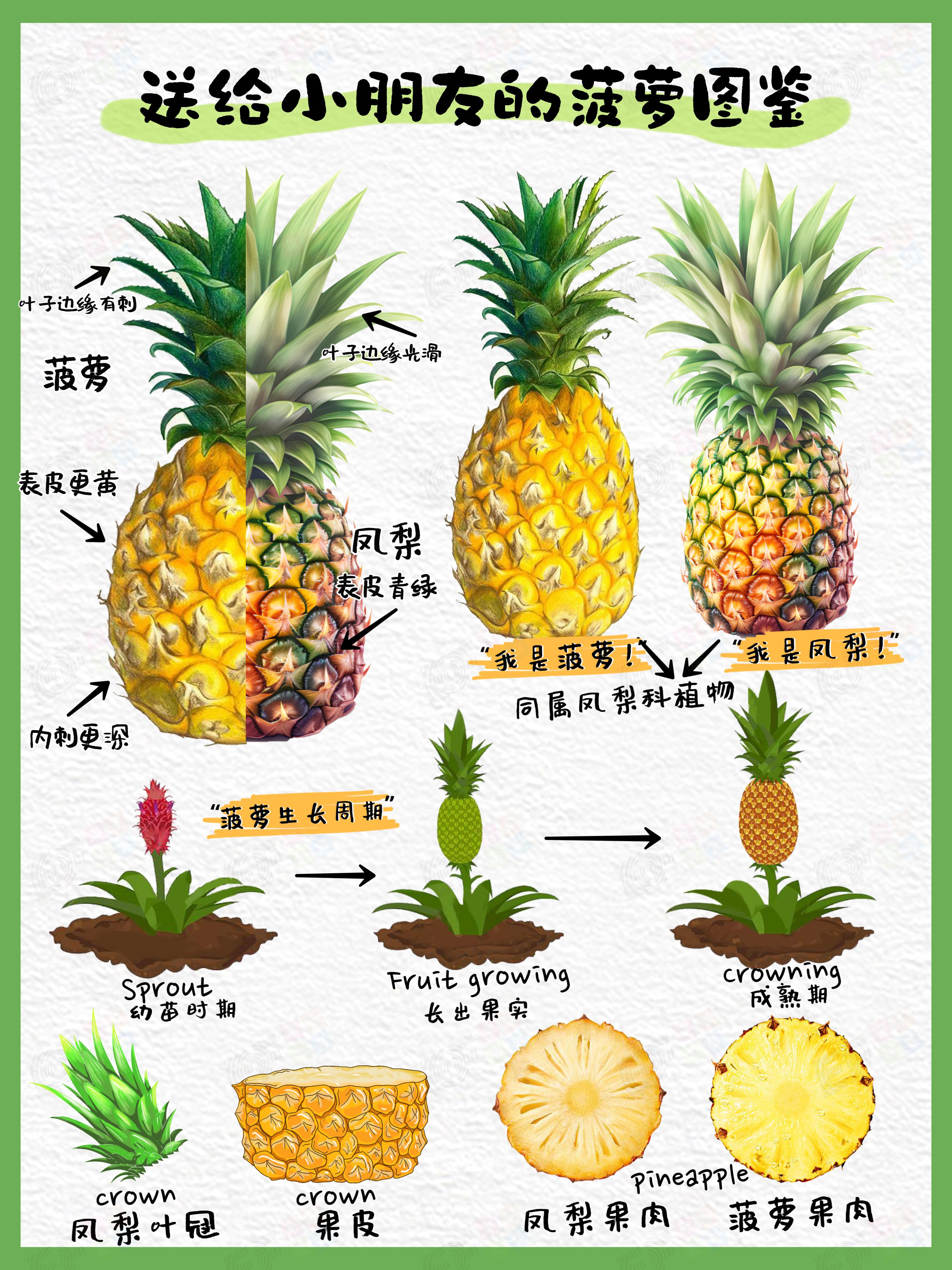 菠萝和凤梨的区别是不是还傻傻分不清楚?