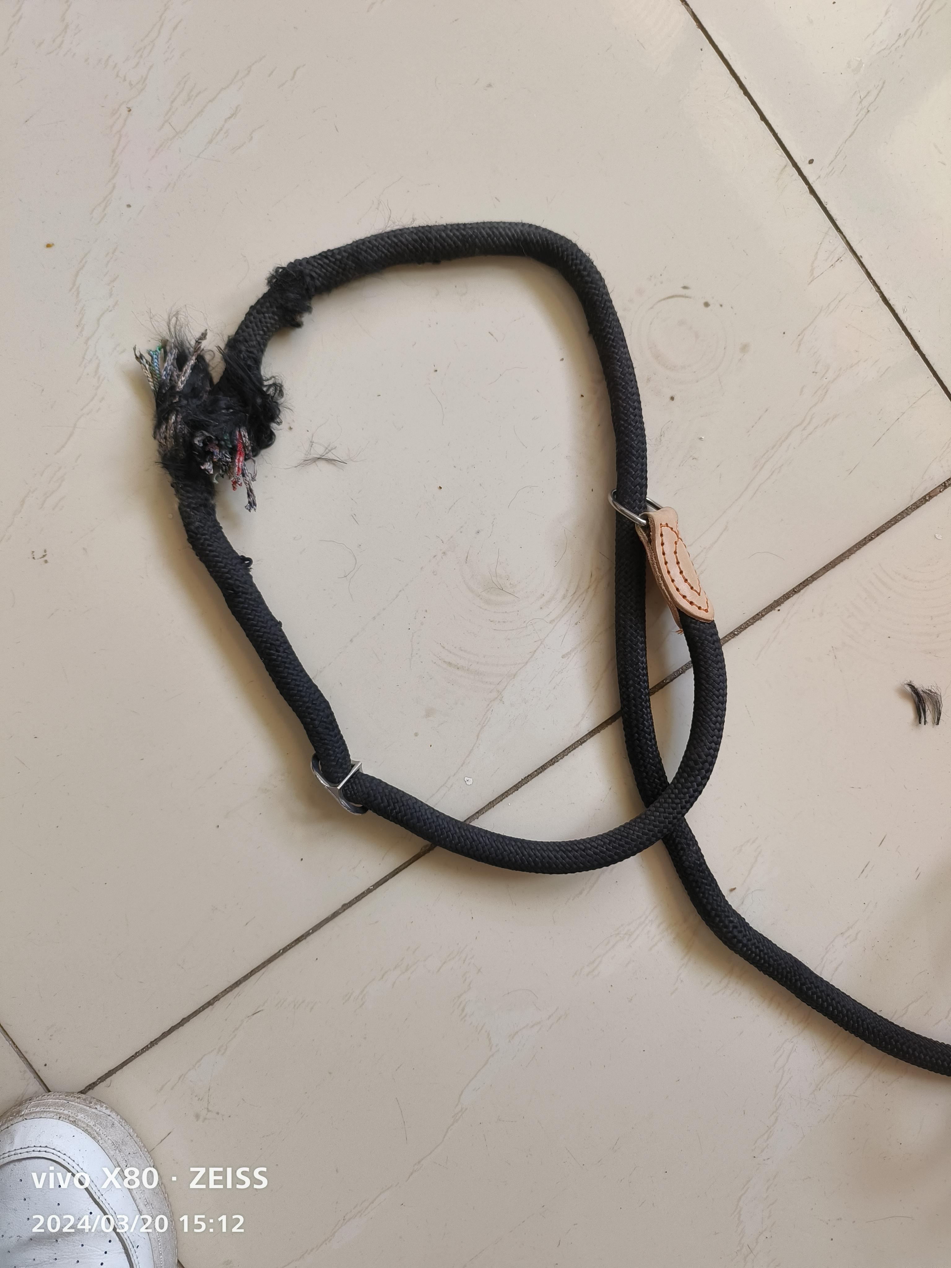 肥虾 的想法: 两根手指粗的狗绳都给我咬断!