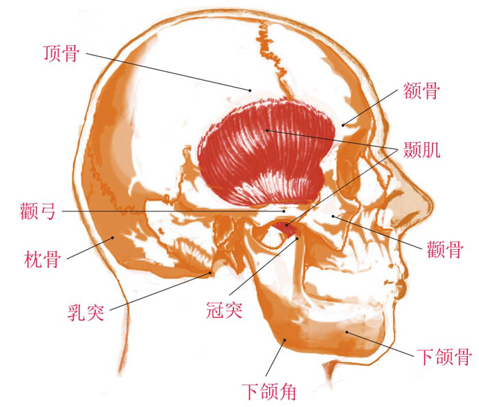 颞肌的作用图片