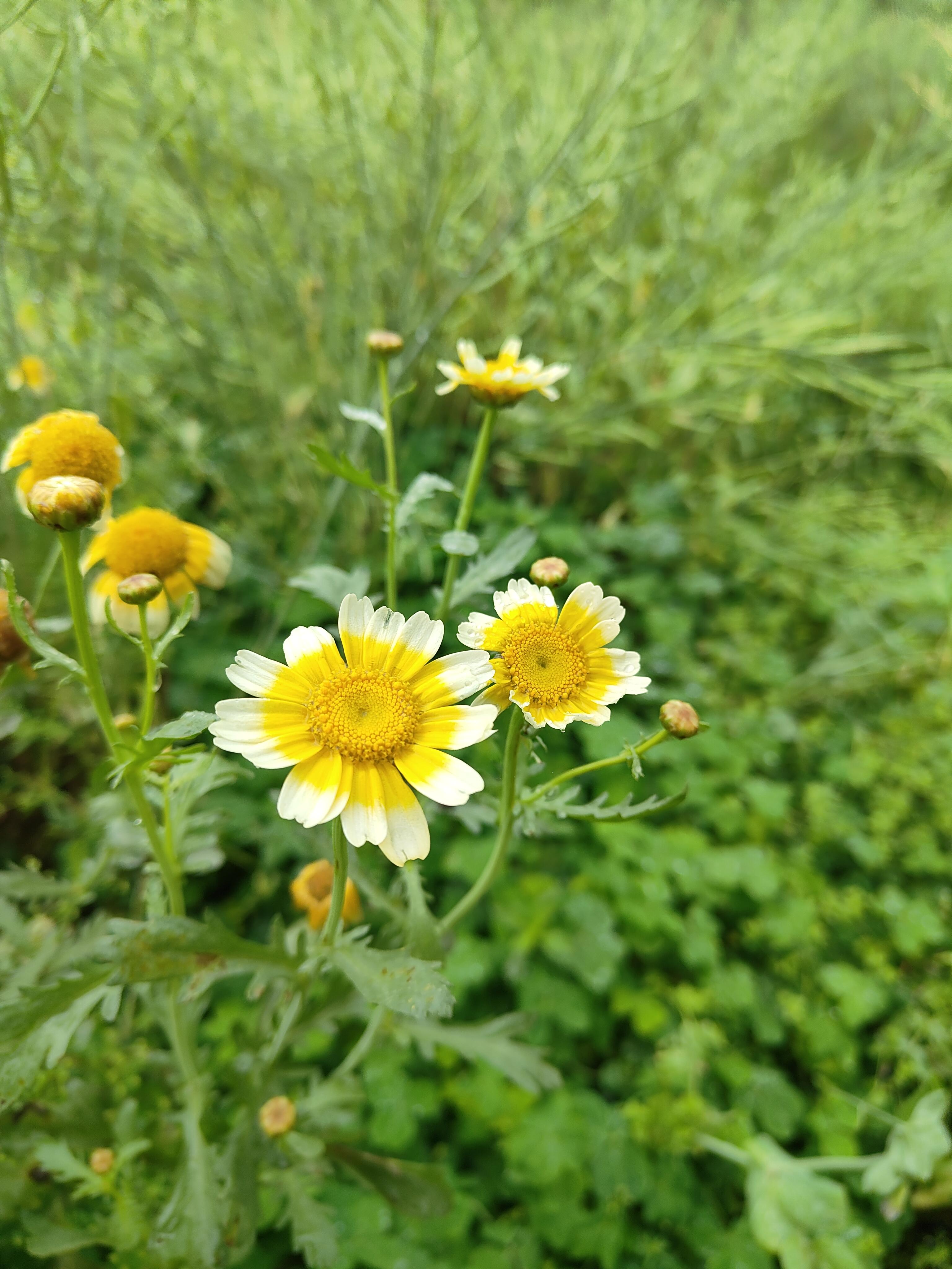橘园英子 的想法: 茼蒿菜开花了