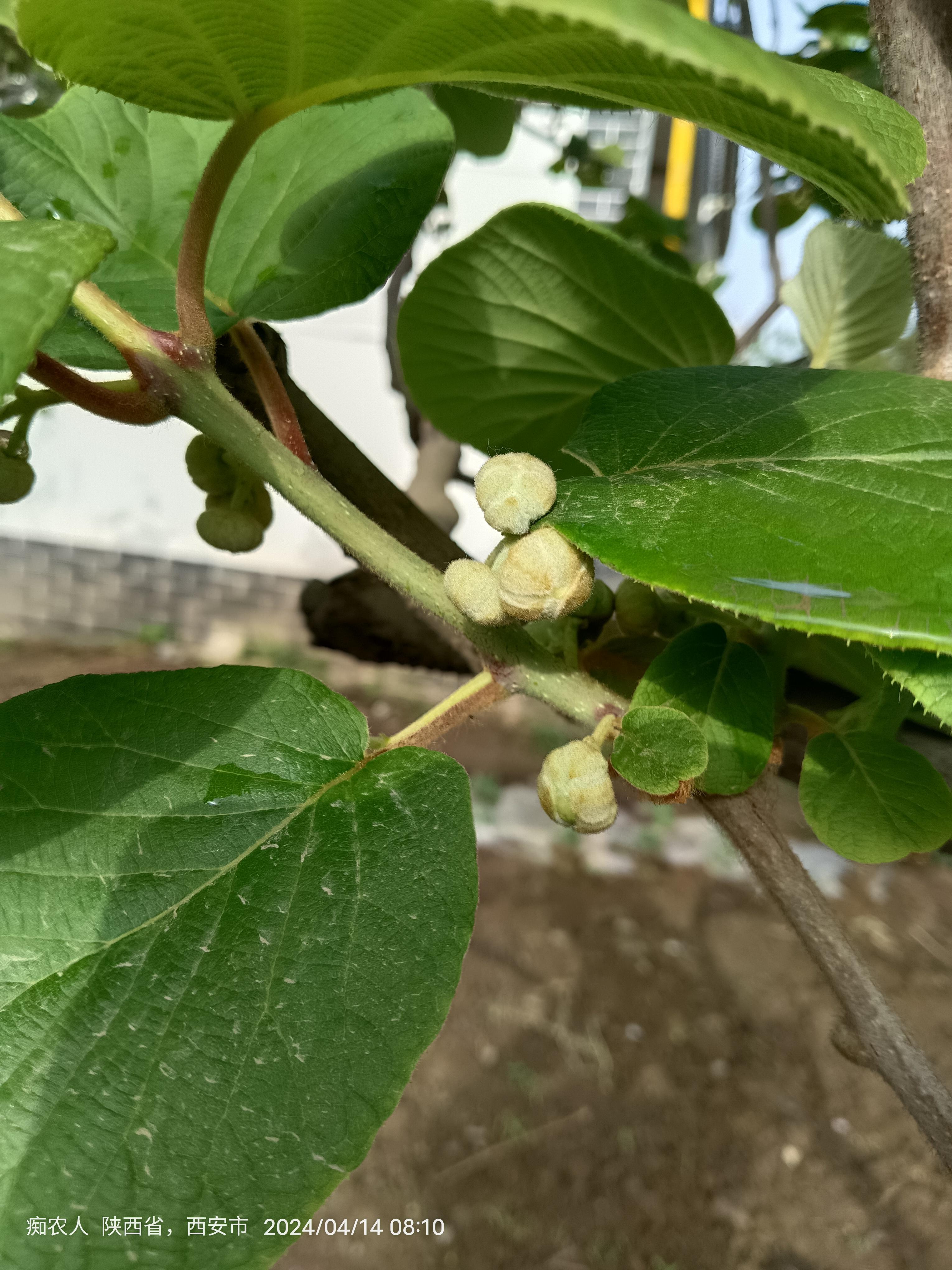 痴农人 的想法: 痴农人猕猴桃公树四月十四 | 昨晚风大雨大,早上去