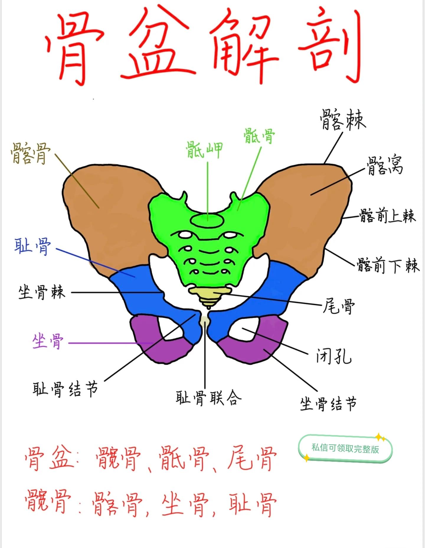 卫生资格考试傲娇 的想法: 骨盆解剖