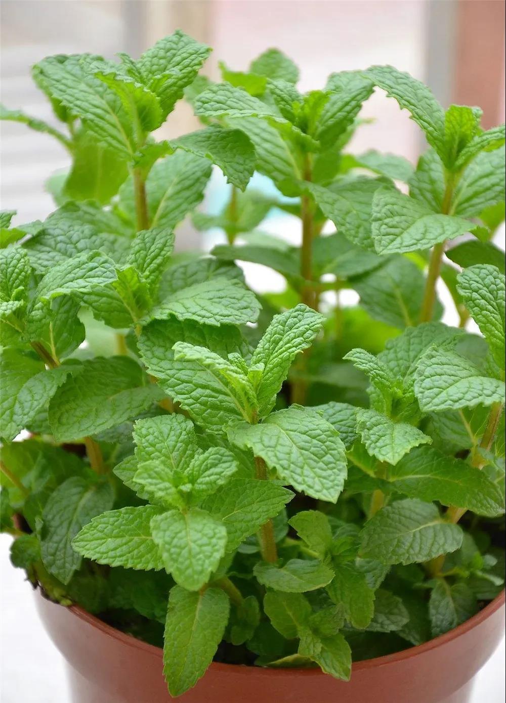 mom我想吃烤中药 的想法: 薄荷的多重功效