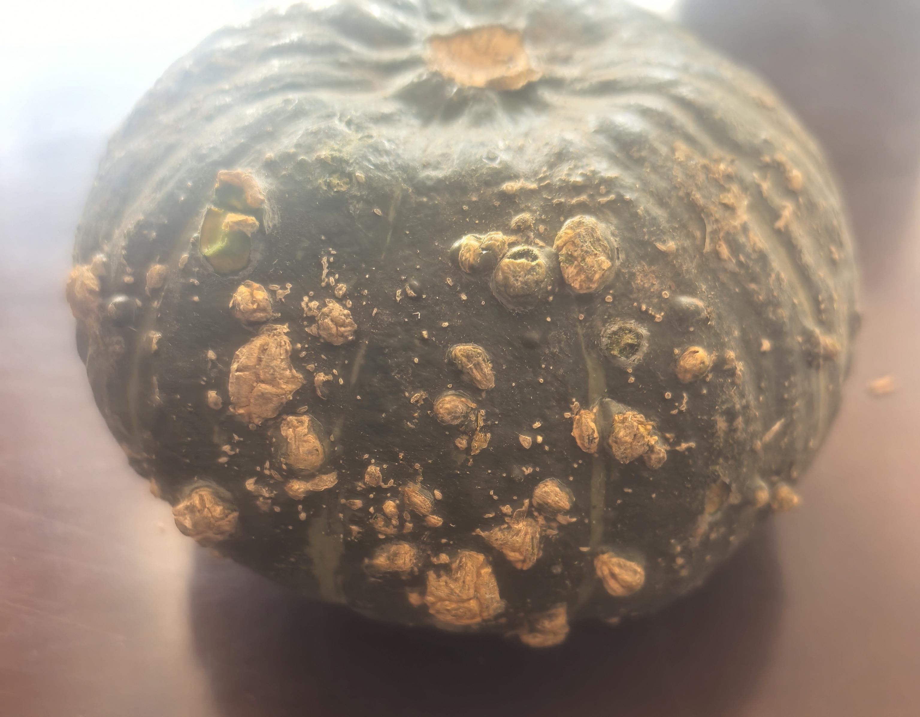 这种贝贝南瓜能吃吗?