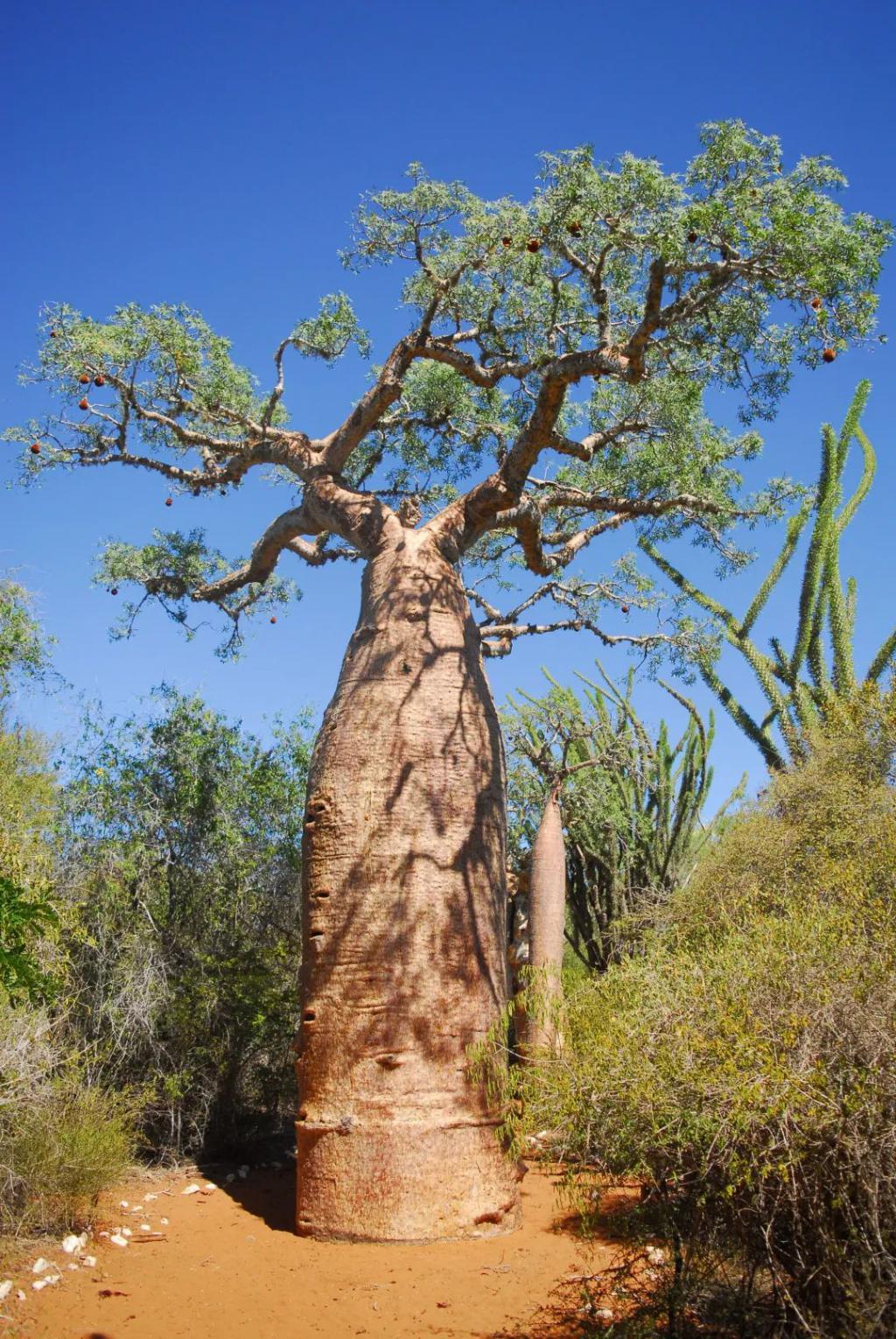面包树,亦称为西非棋盘豆(棋盘豆),是一种生长在热带地区的植物,其