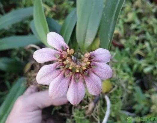 爬山的时候发现的,国家二级保护植物:梳帽卷瓣兰!