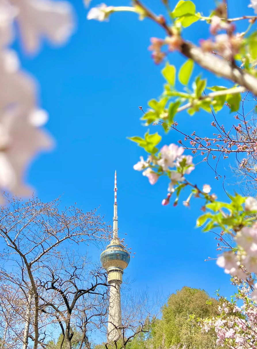 荔枝君 的想法: 玉渊潭春季限定樱花美翻了,错过再等一年!