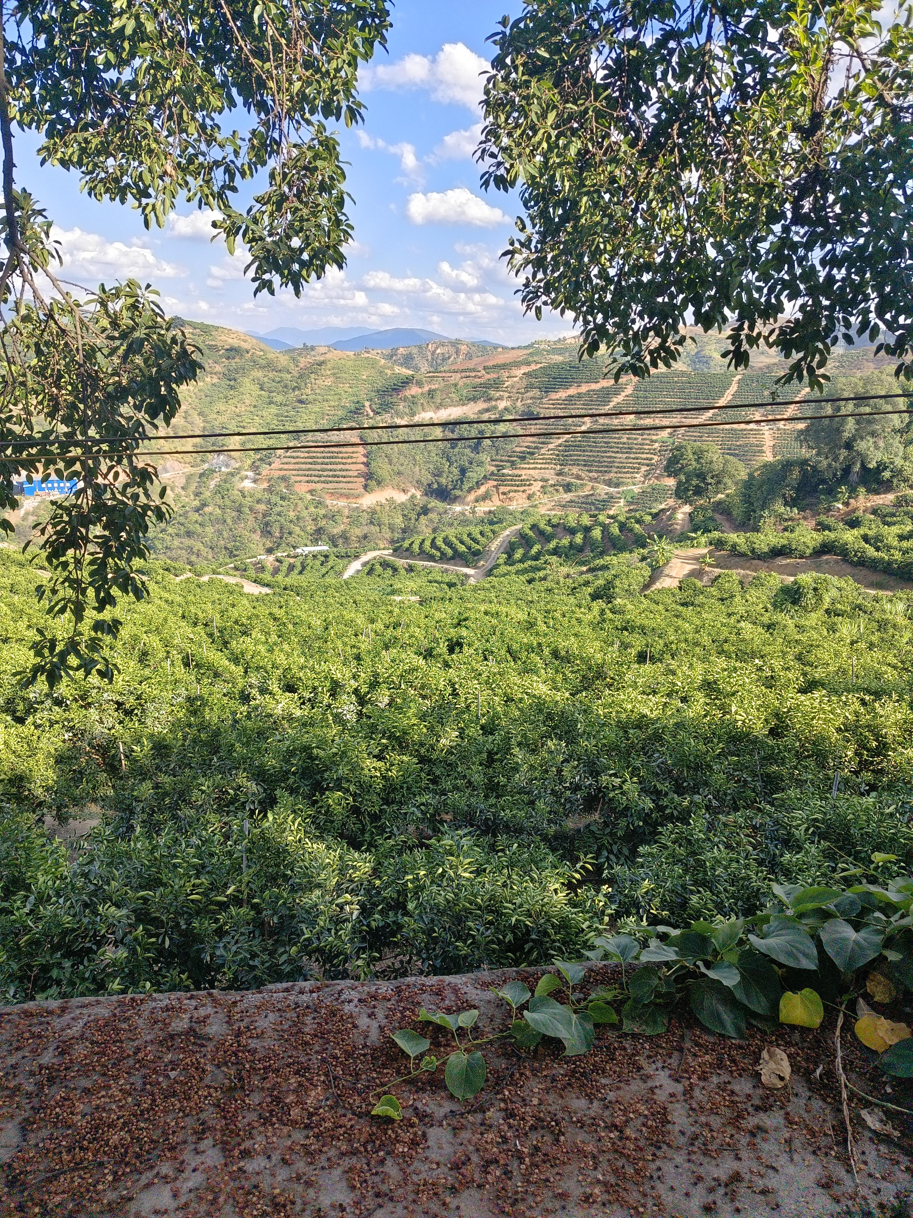 小艾 的想法: 实建褚橙基地 | 今天和老爸一起去送货,路过实建褚橙