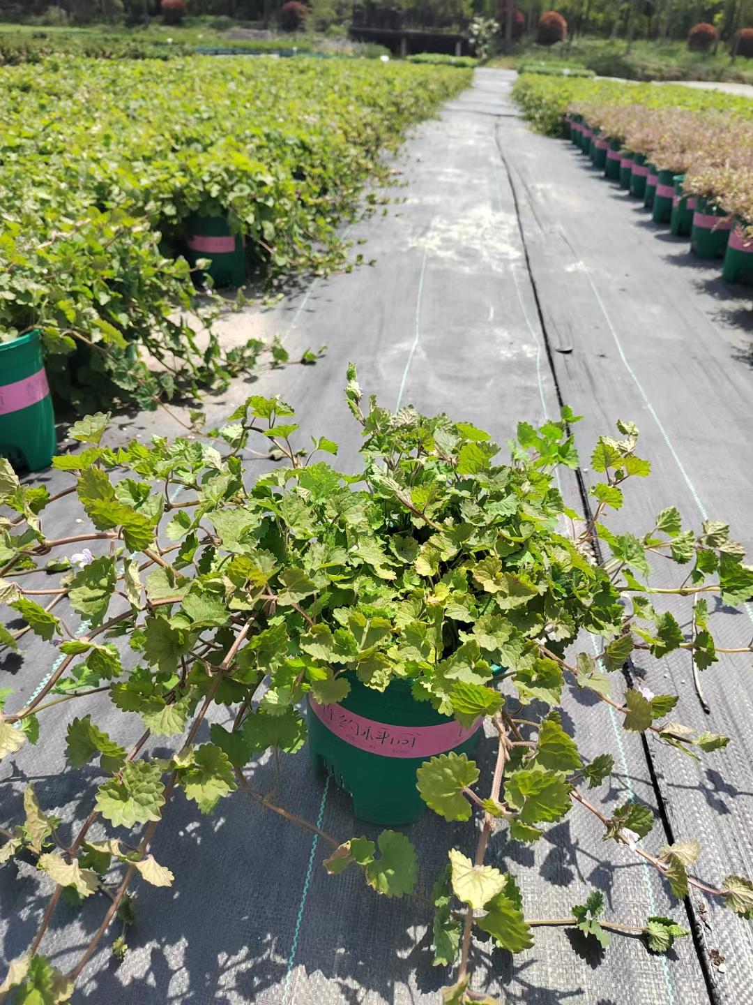 的想法: 垂挂植物推荐:青叶金钱薄荷