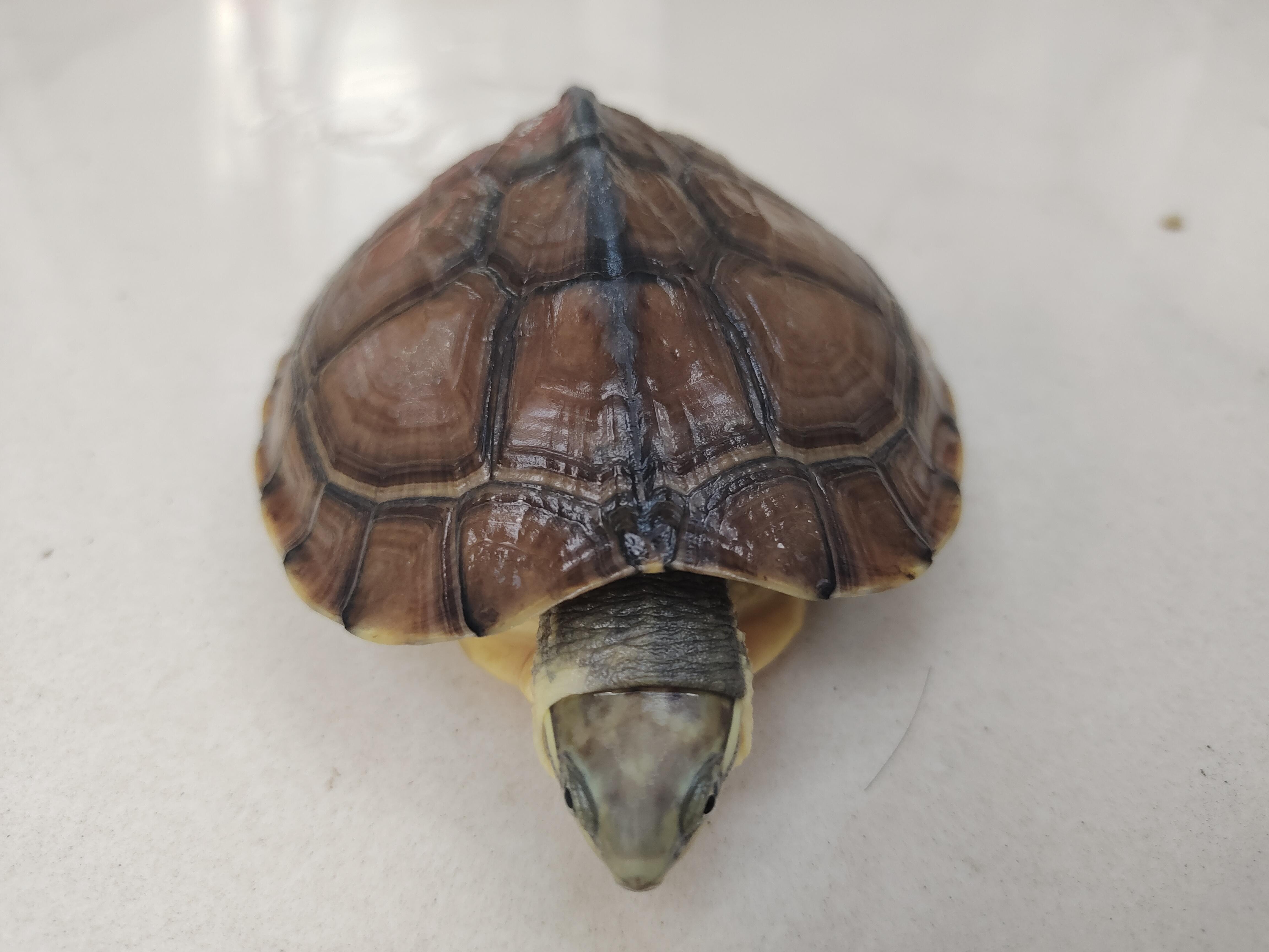 青出于蓝 的想法: 南石龟是常见的一种龟类,学名南种石金钱龟,别称