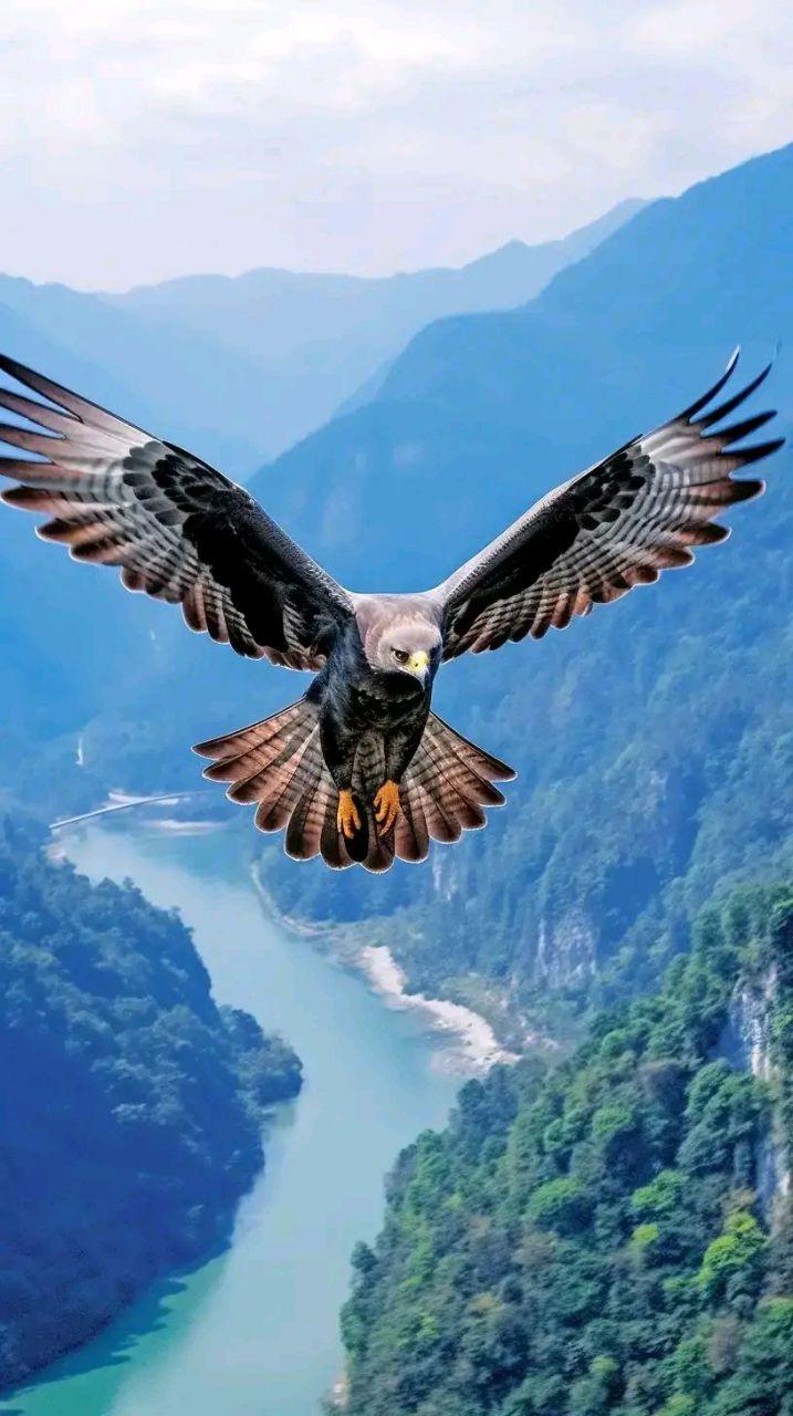 大海的早晨 的想法: 雄鹰展翅,霸气无双