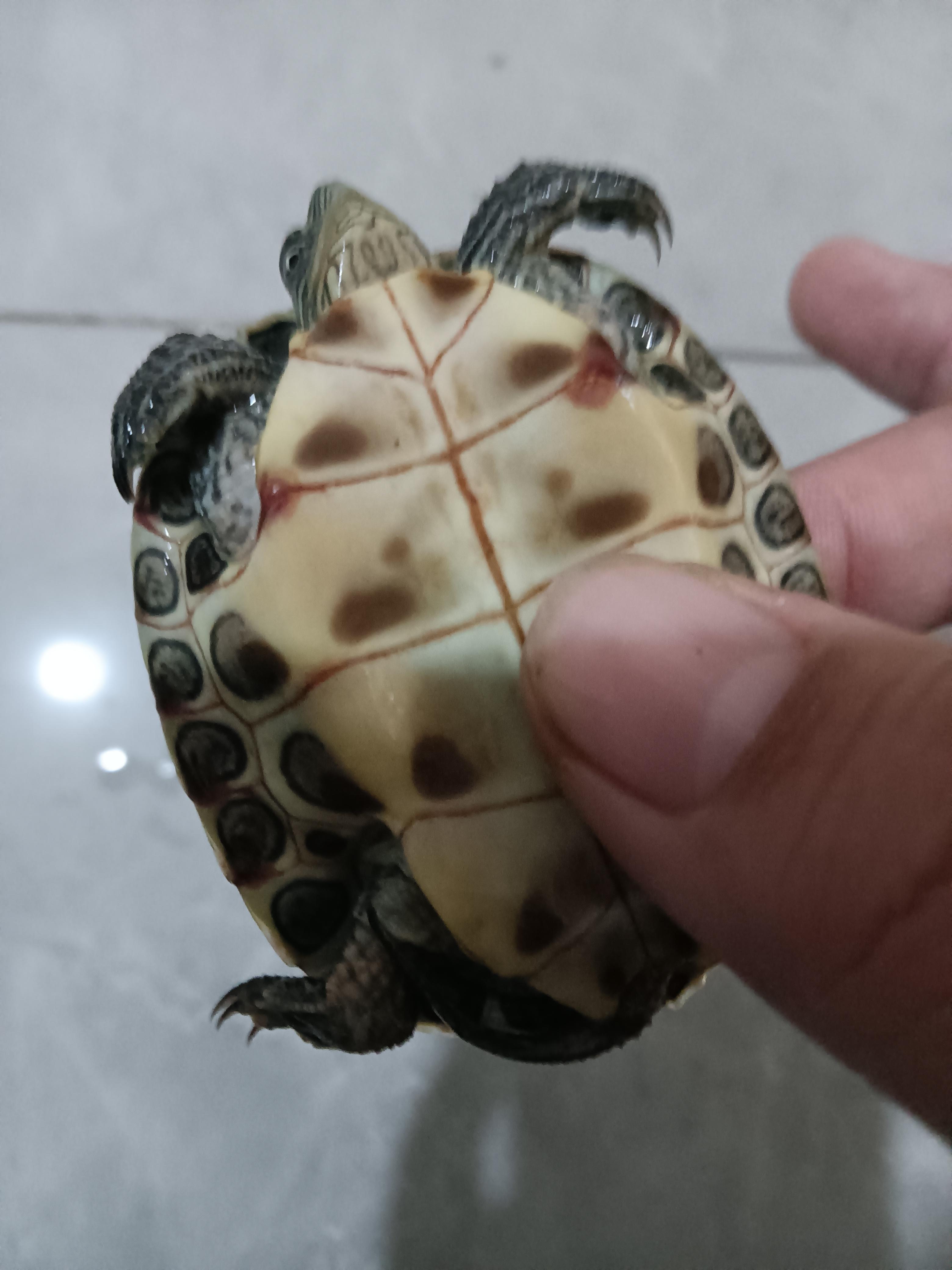 知乎用户uuyhj7 的想法: 请问是什么龟,然后问一下为什么它龟壳上有