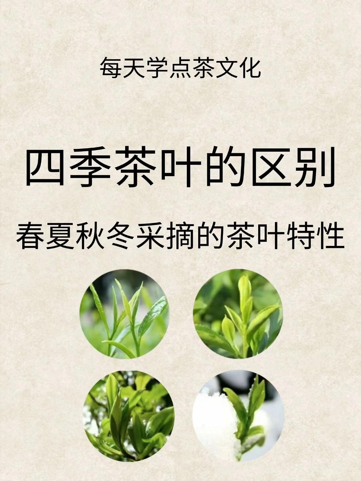 一年四季 春夏秋冬 采摘的茶叶,到底有什么区别,建议收藏慢慢看