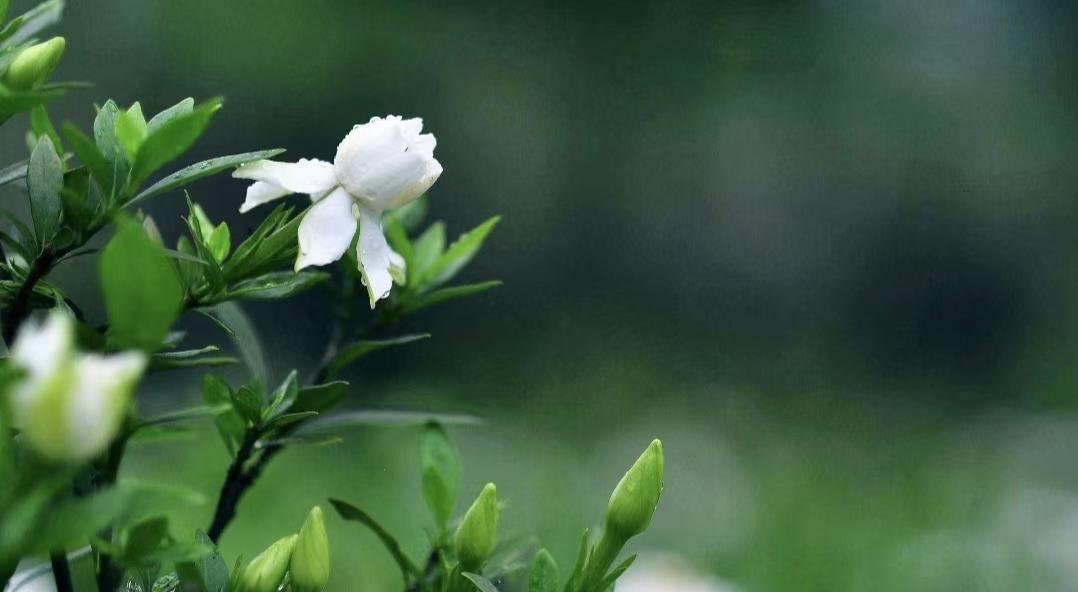  br> br>作为观赏植物,栀子花的芳香纯洁已被视