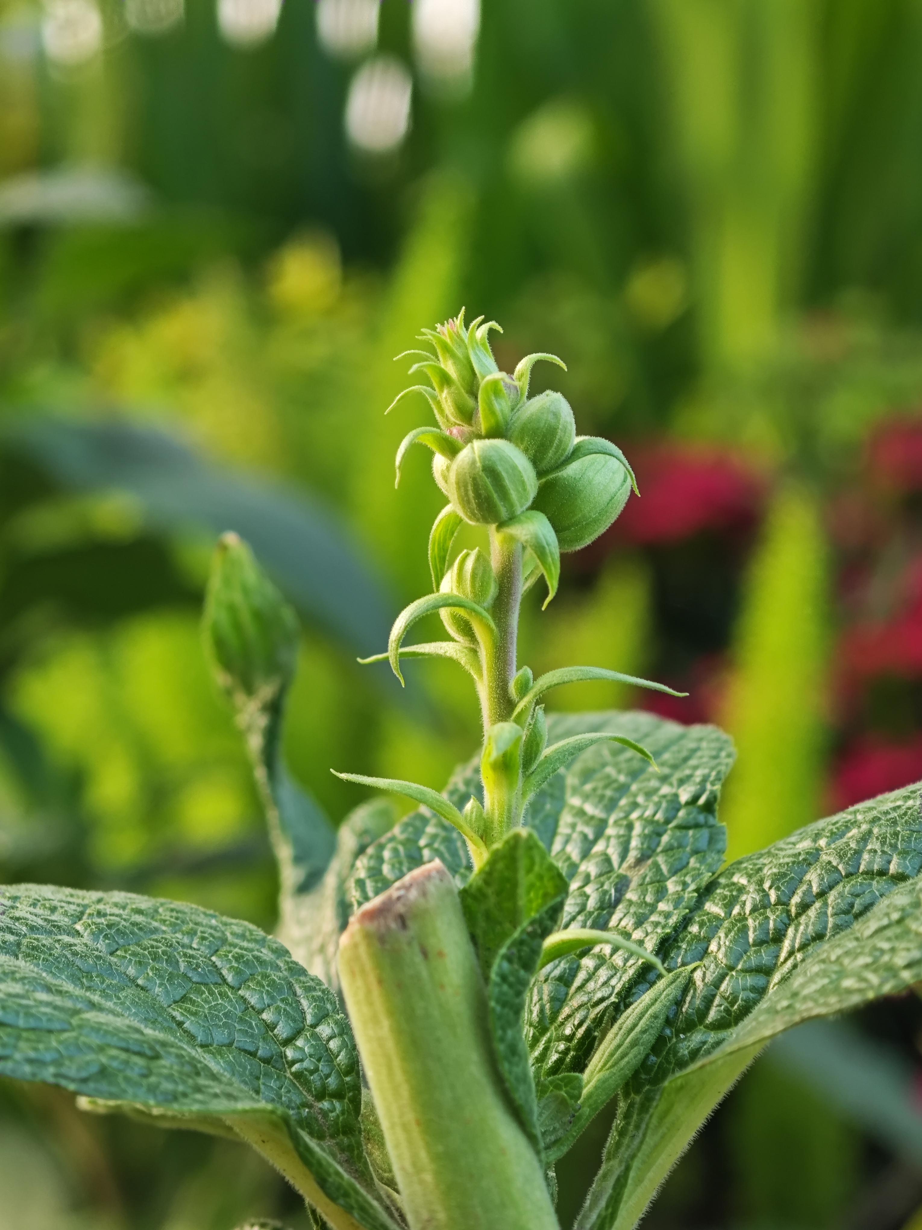 今日图片分享绿色植物分享理由萋萋总是无情物吹绿东风又一年