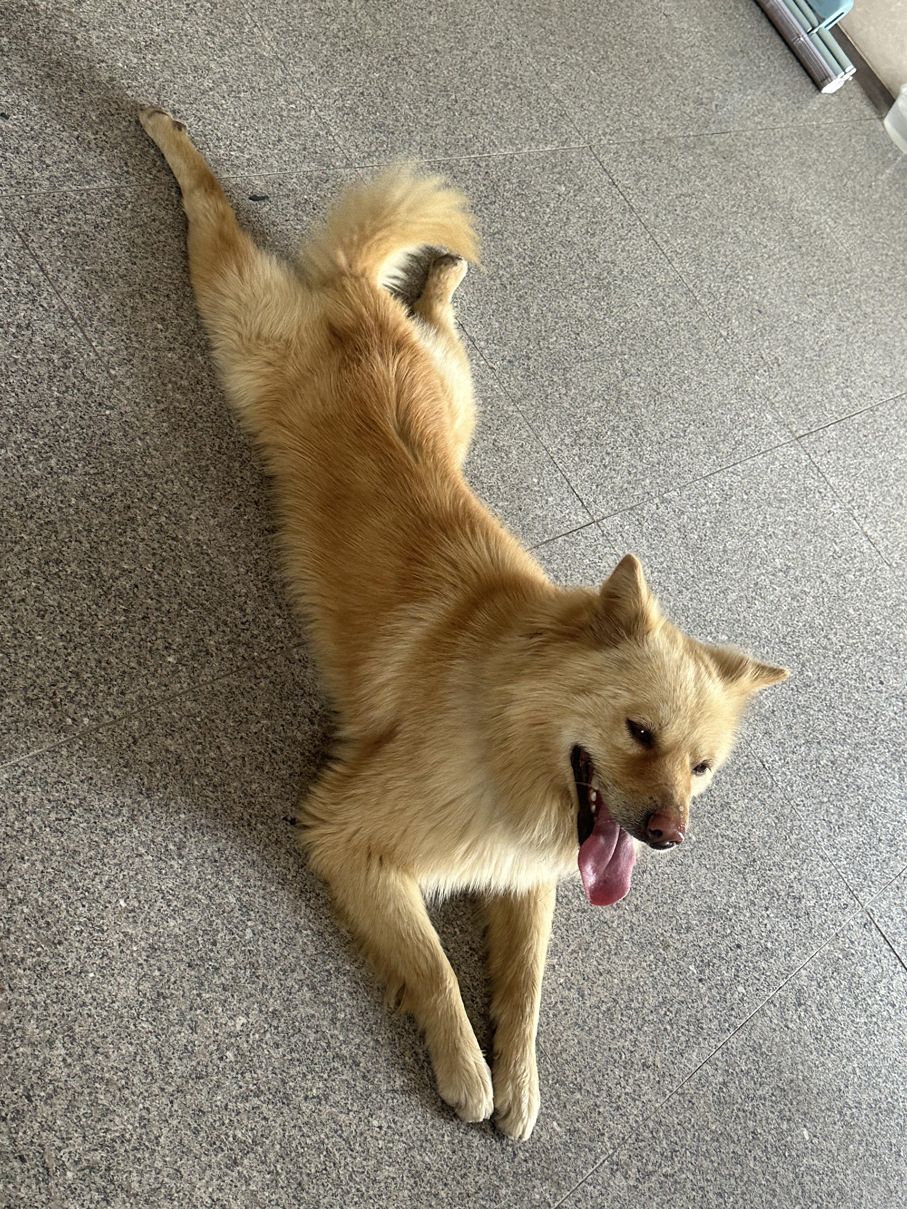 铃儿叮咚 的想法: 乘凉的狗子 | 跟这一路从街上跑回家,累成哈巴狗的