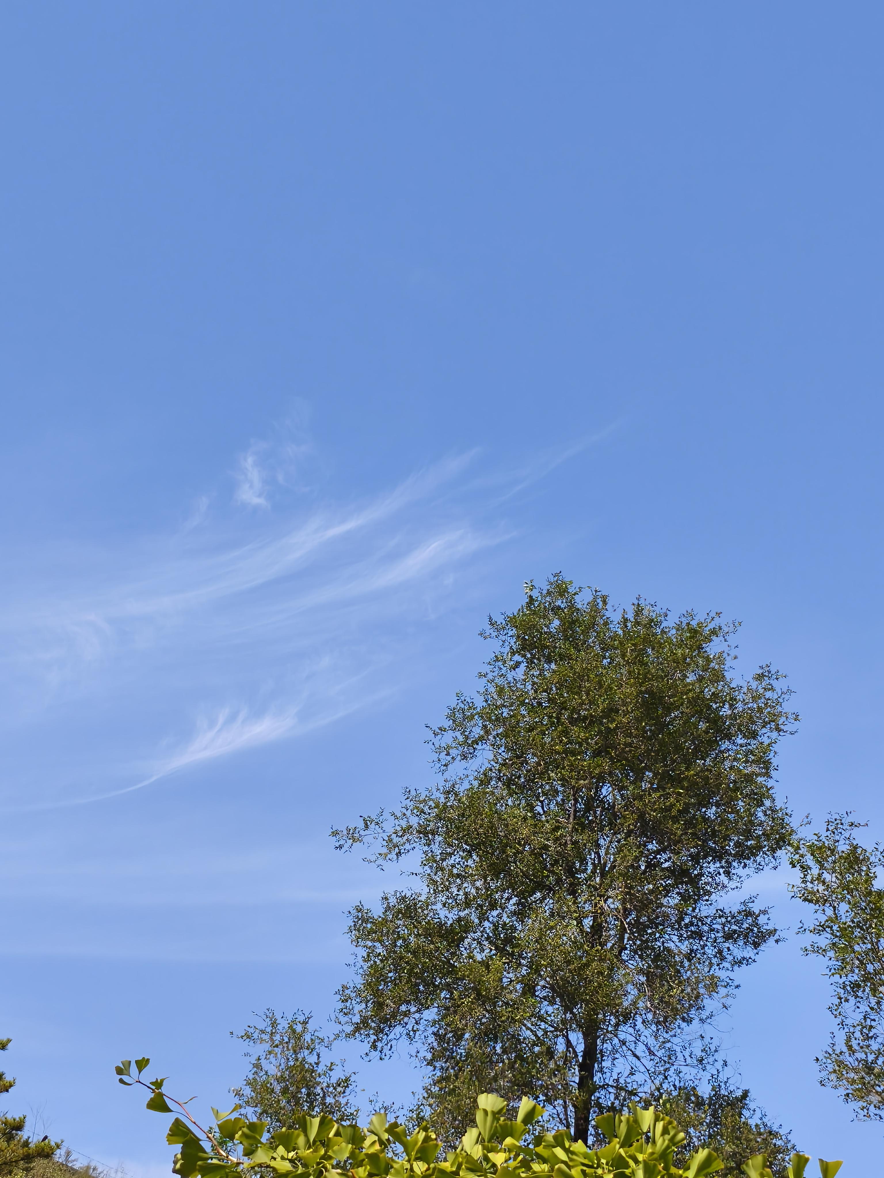 吾是谁 的想法: 晴空万里 绿树掩映