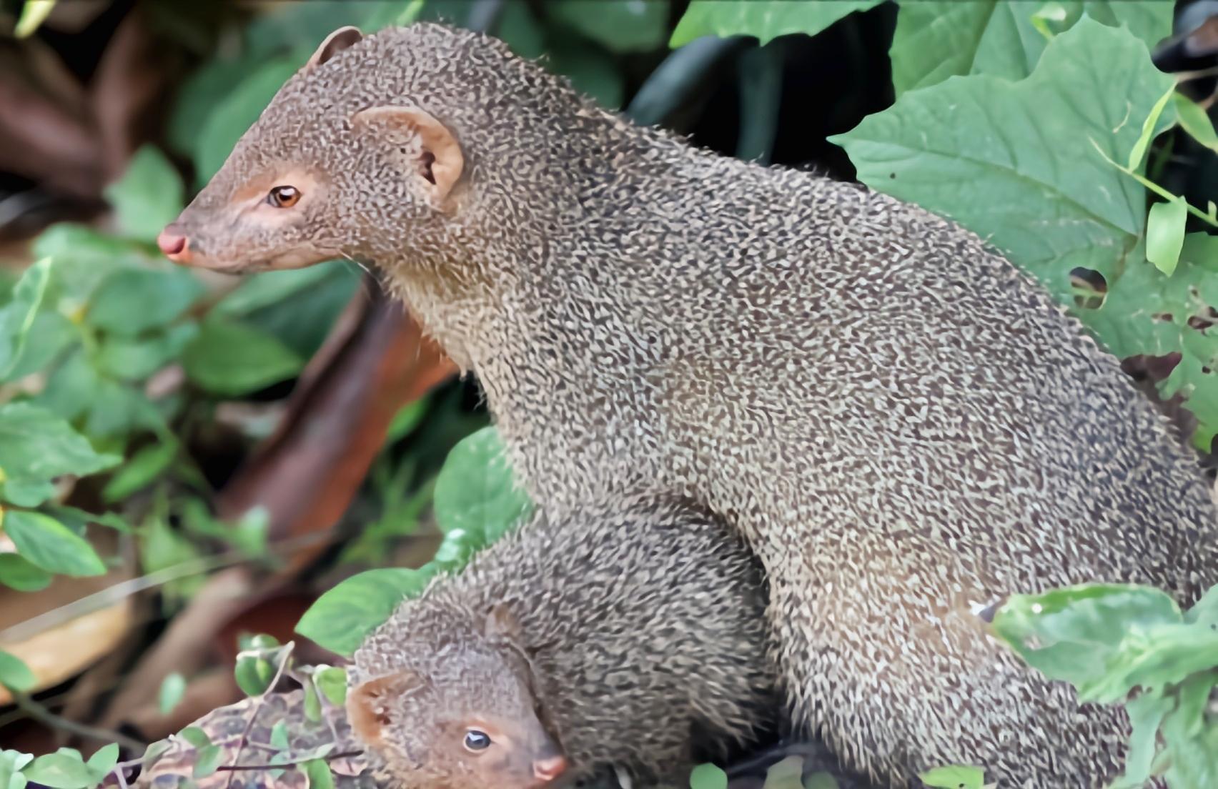 云安之城 的想法: 每天认识一种动物