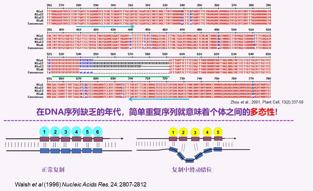 高中生物 的想法: 微卫星DNA分子标记 | 一 微卫星序列简介 微卫星(microsatellite)又称简单序列重复(simple ...