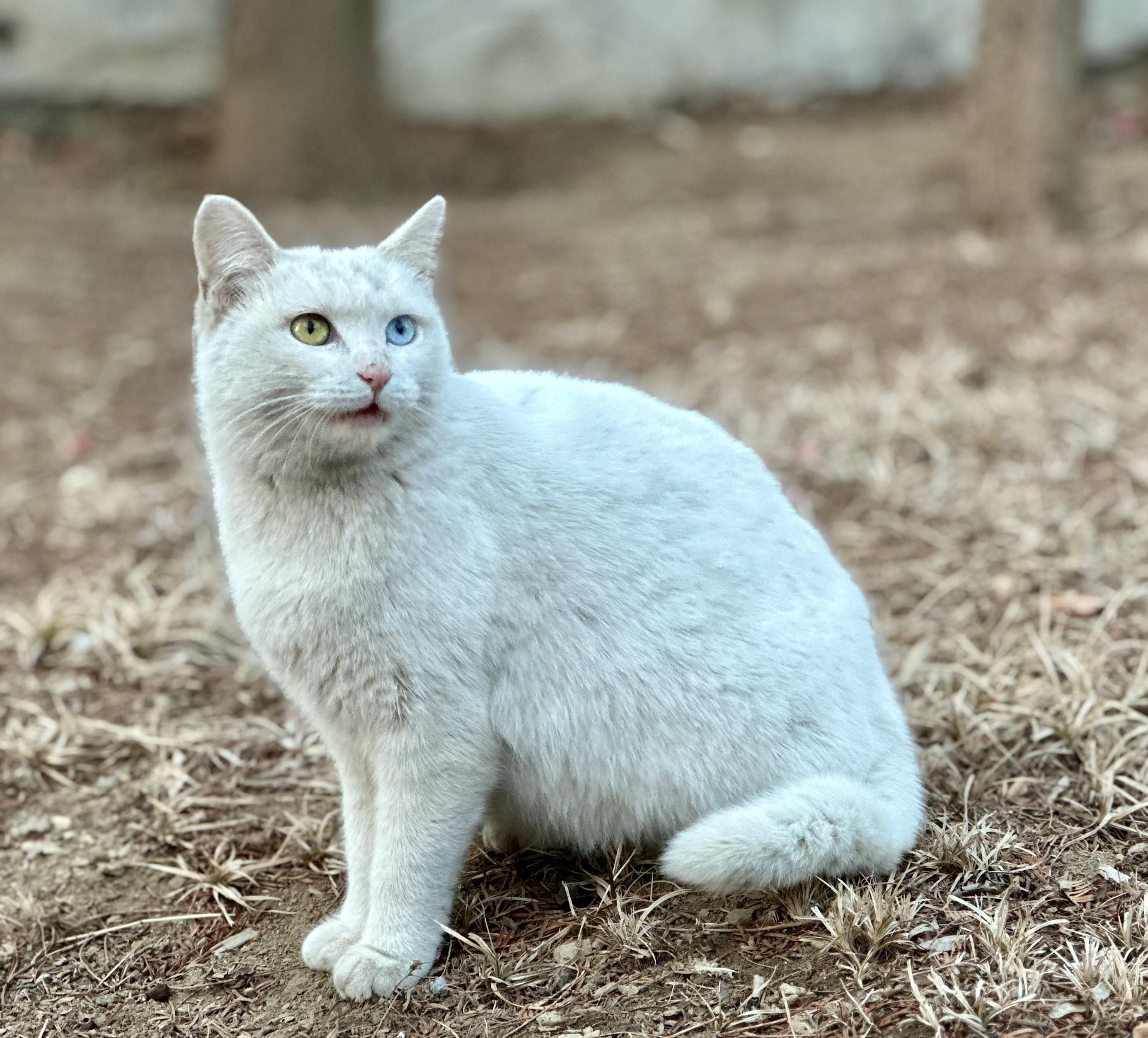 氕氘氚hdt 的想法: 路边小猫不要乱逗