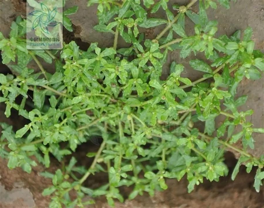 职场老生 的想法: 中药鹅不食草 | 鹅不食草 br>【别名】 br>球子草