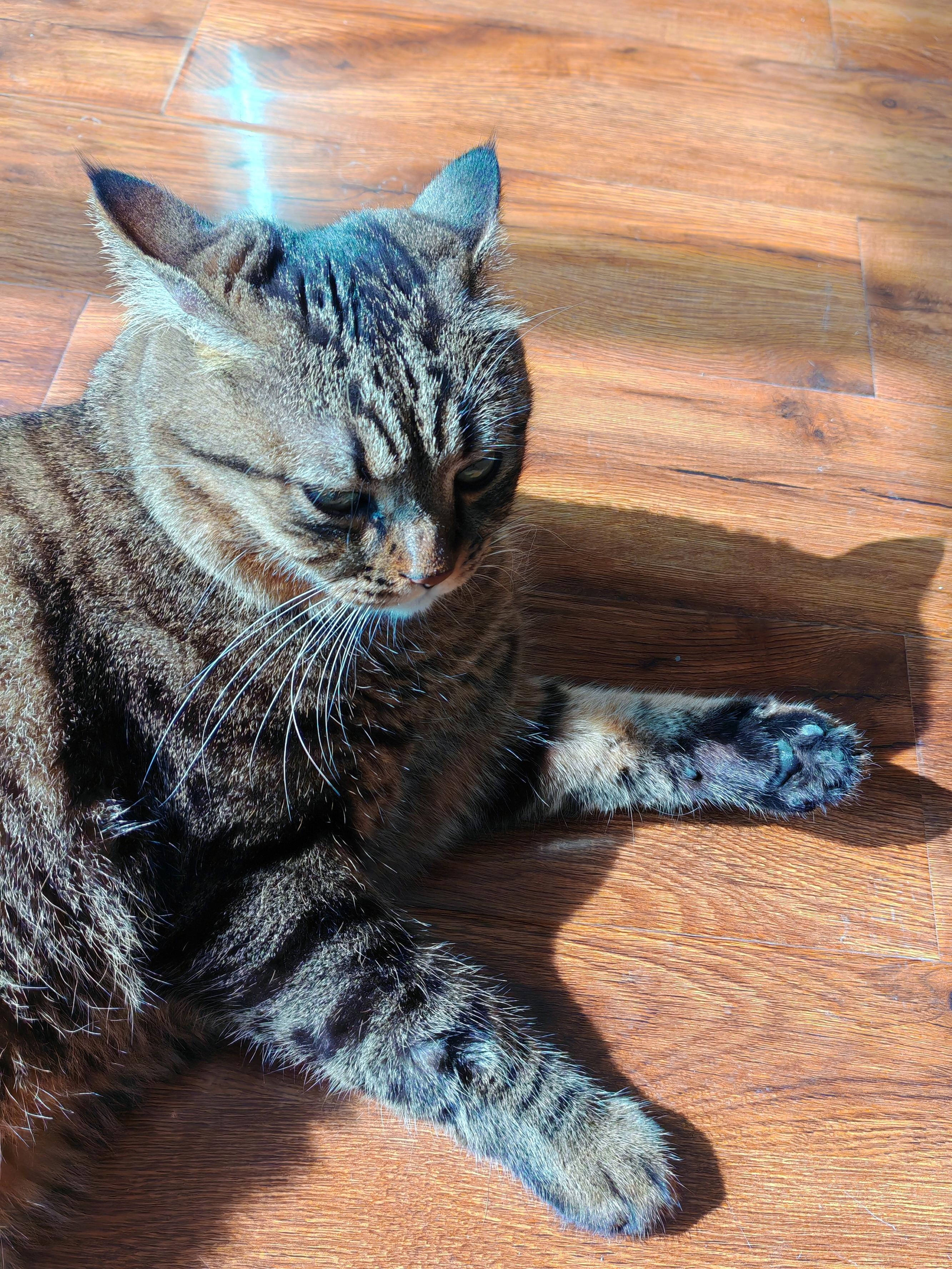 猫猫城 的想法: 奇怪的飞机耳