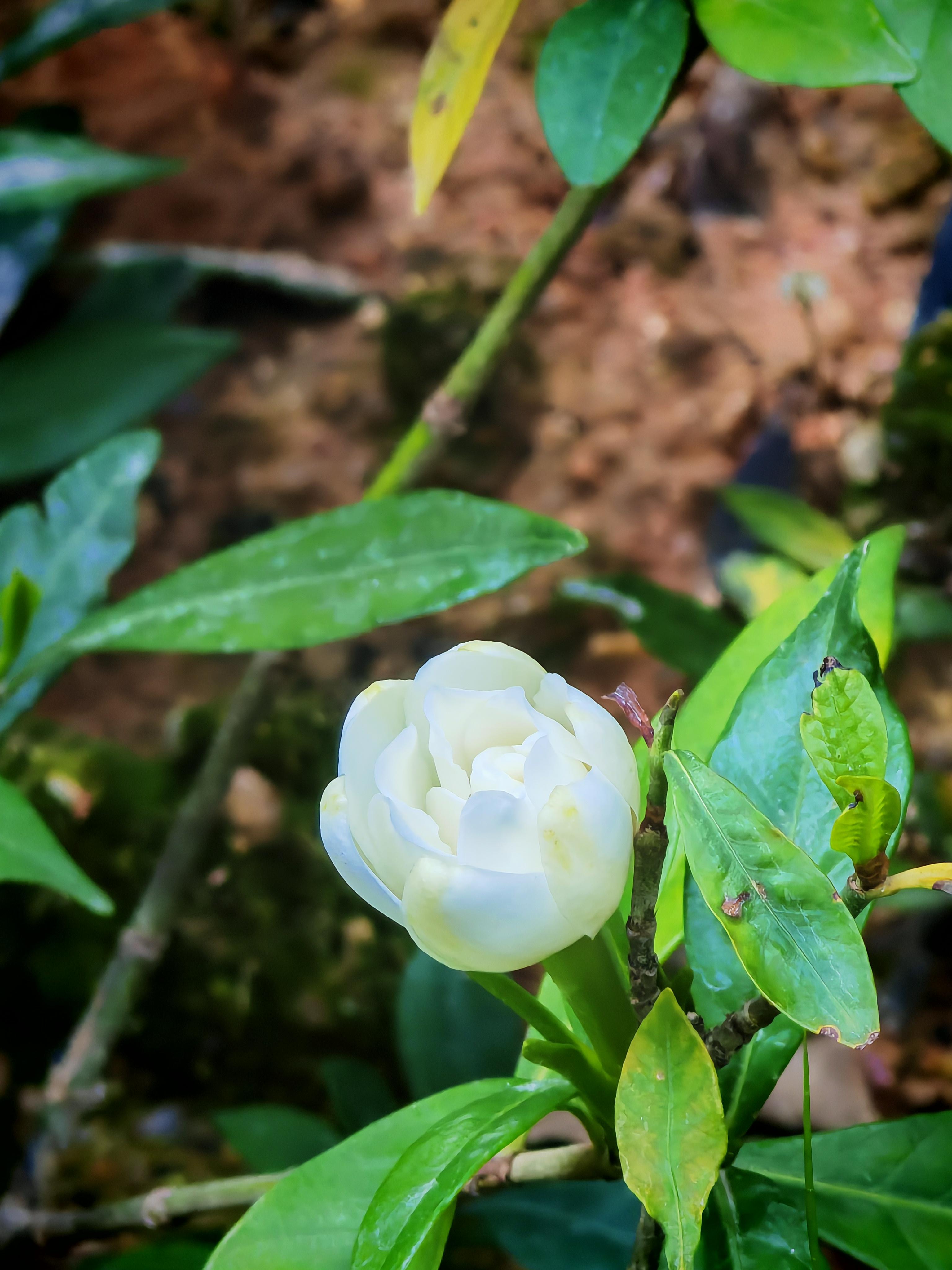 同一朵栀子花的照片,含苞待放的样子,花朵带点绿色