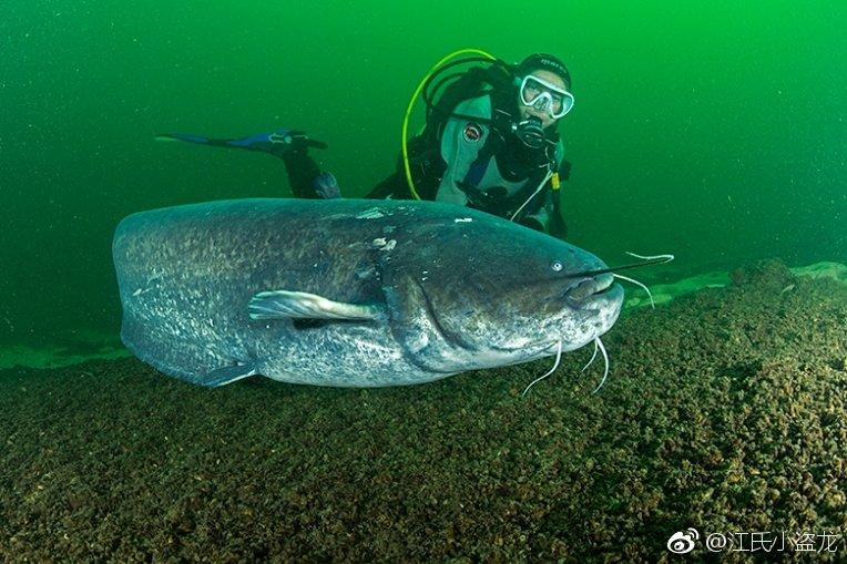 江泓 的想法: 【河中巨怪】传说中的欧洲食人鲶鱼 br