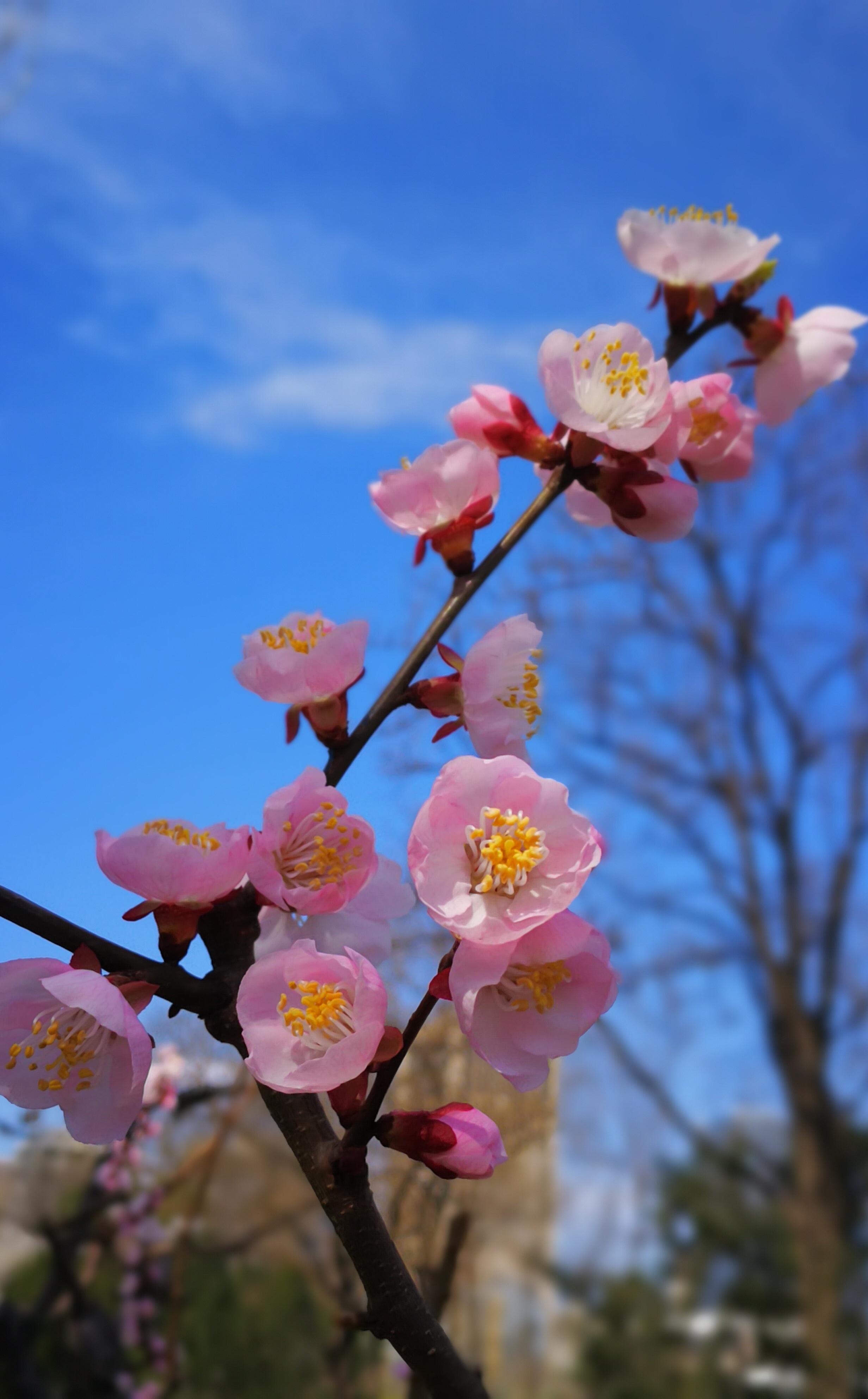 百花盛开图片 壁纸图片