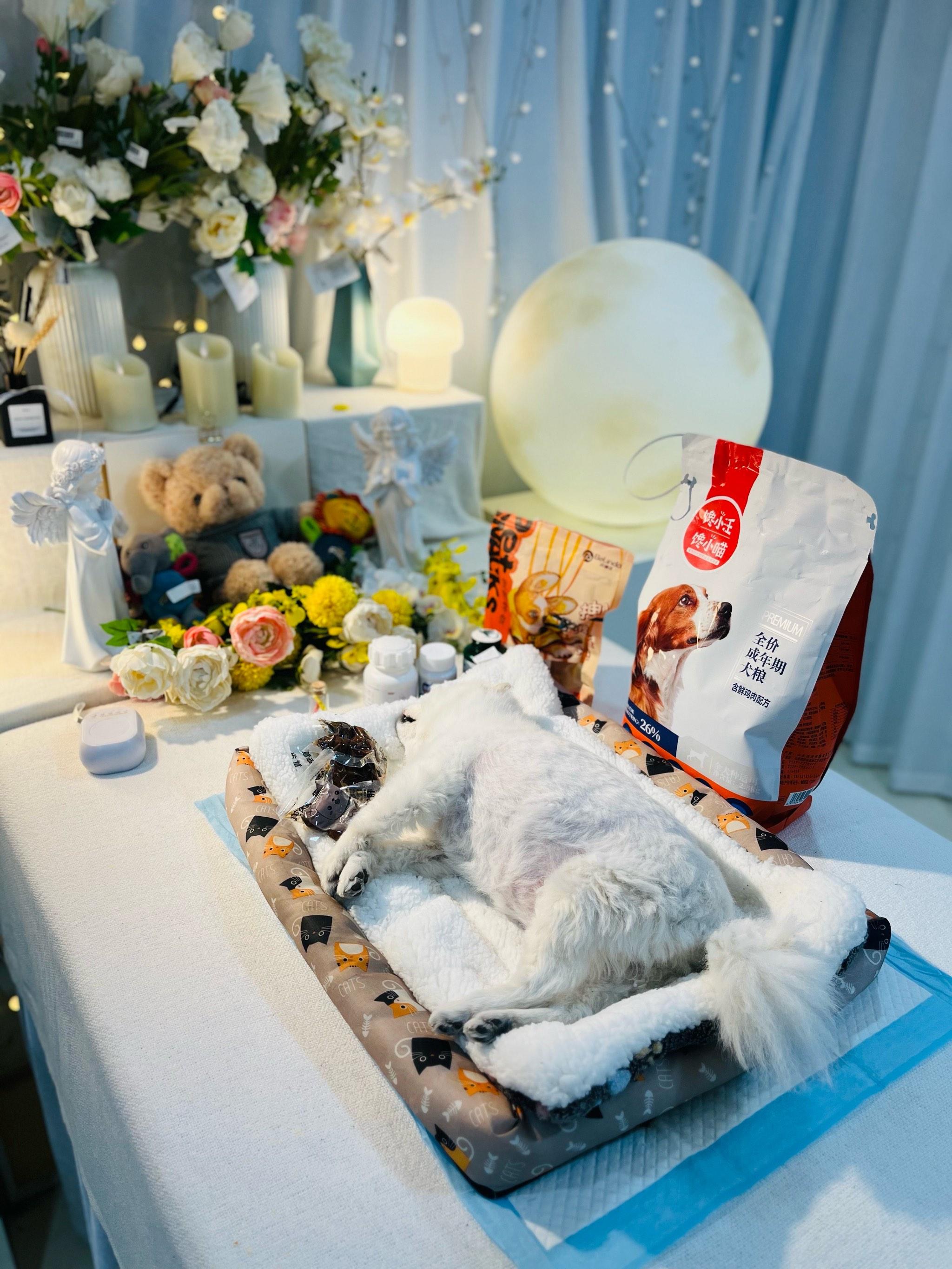 宠物临终关怀：狗狗火化费用探析