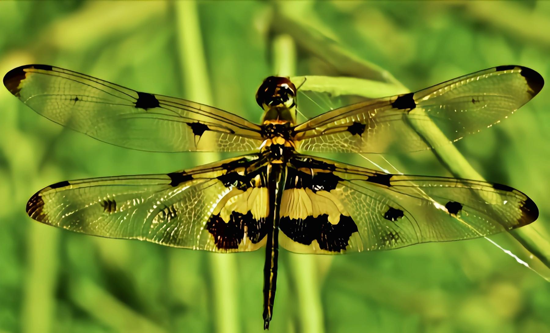云安之城 的想法: 每天认识一种昆虫