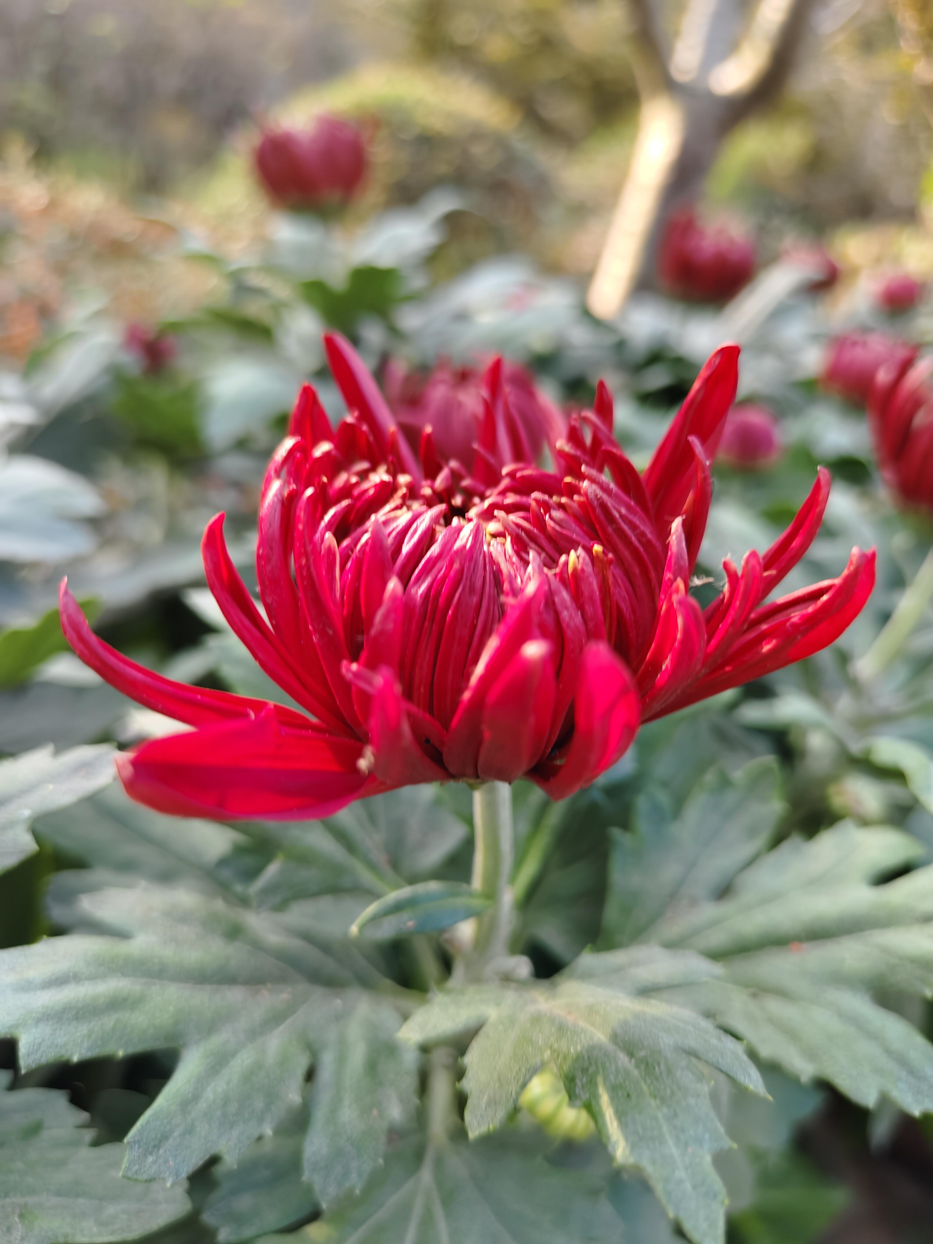 王文 的想法:  a data-pin-topic-icon-night="https://picx.zhimg.