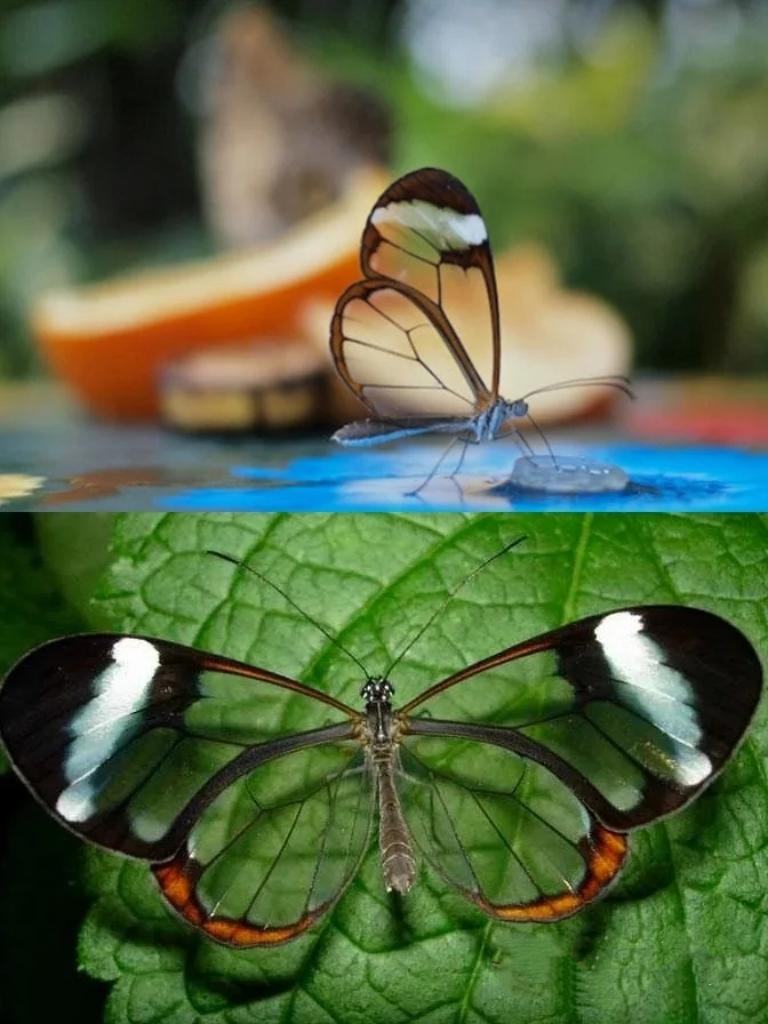 每天认识一种有趣动物