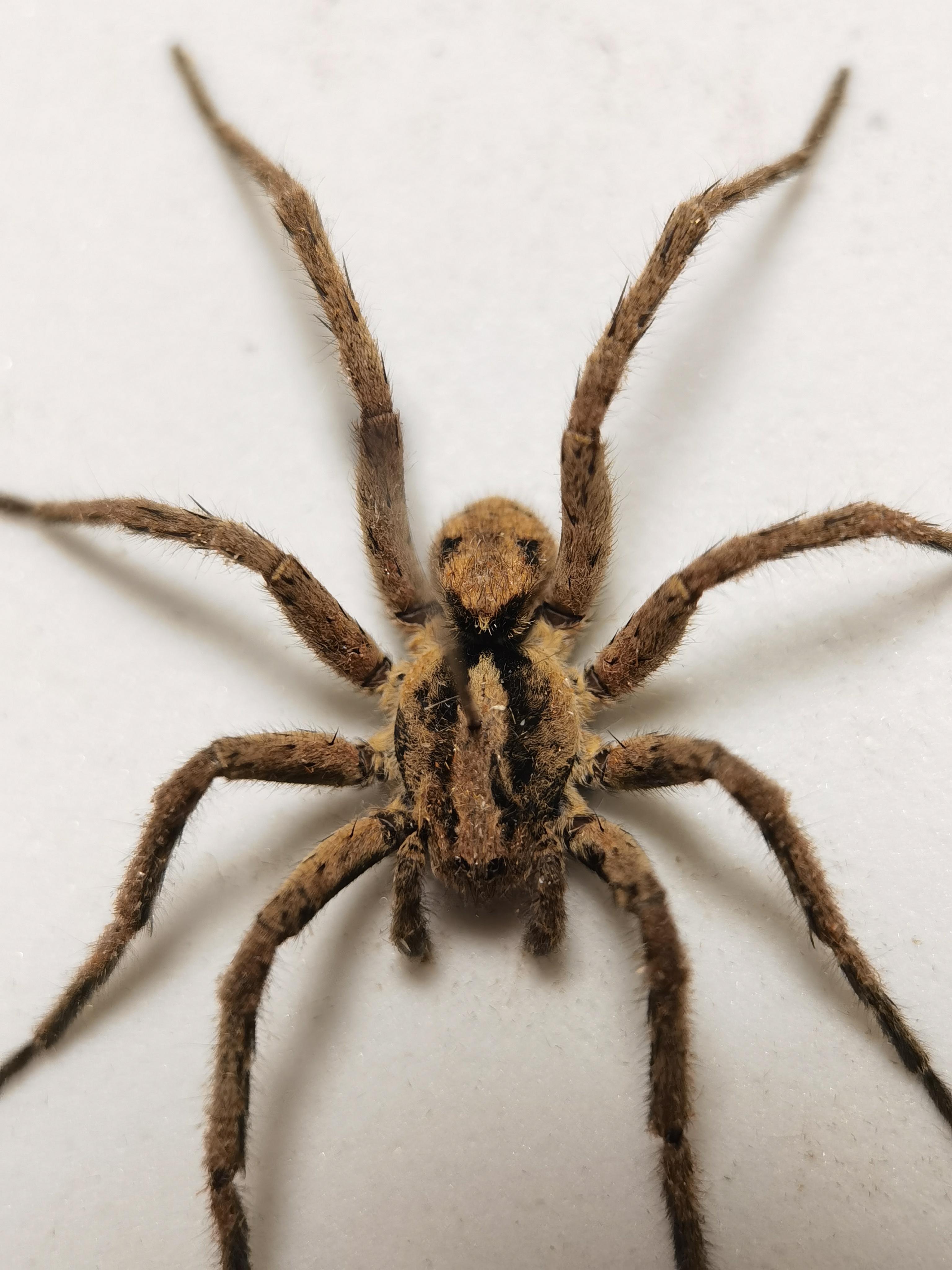 黄超 的想法: 有没有哪位大神帮忙看看这几只是什么蜘蛛?