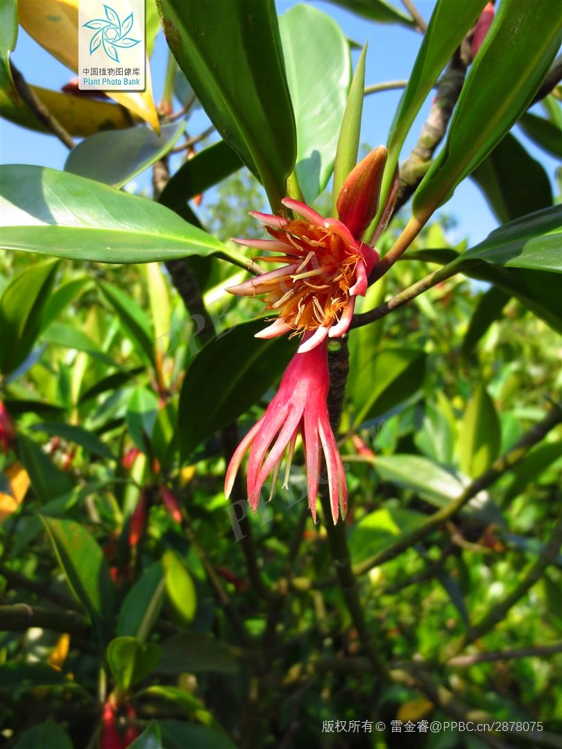书生 的想法: 木榄 (bruguiera gymnorhiza) br>红树科,木榄属 br>种