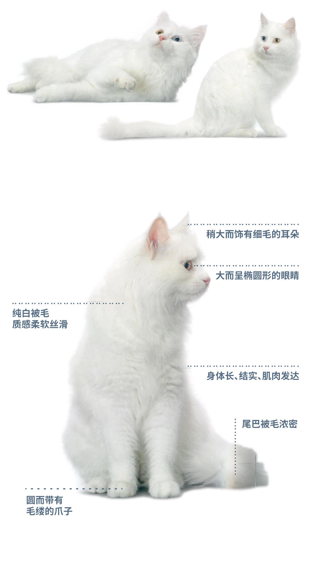 纯白土耳其梵猫图片