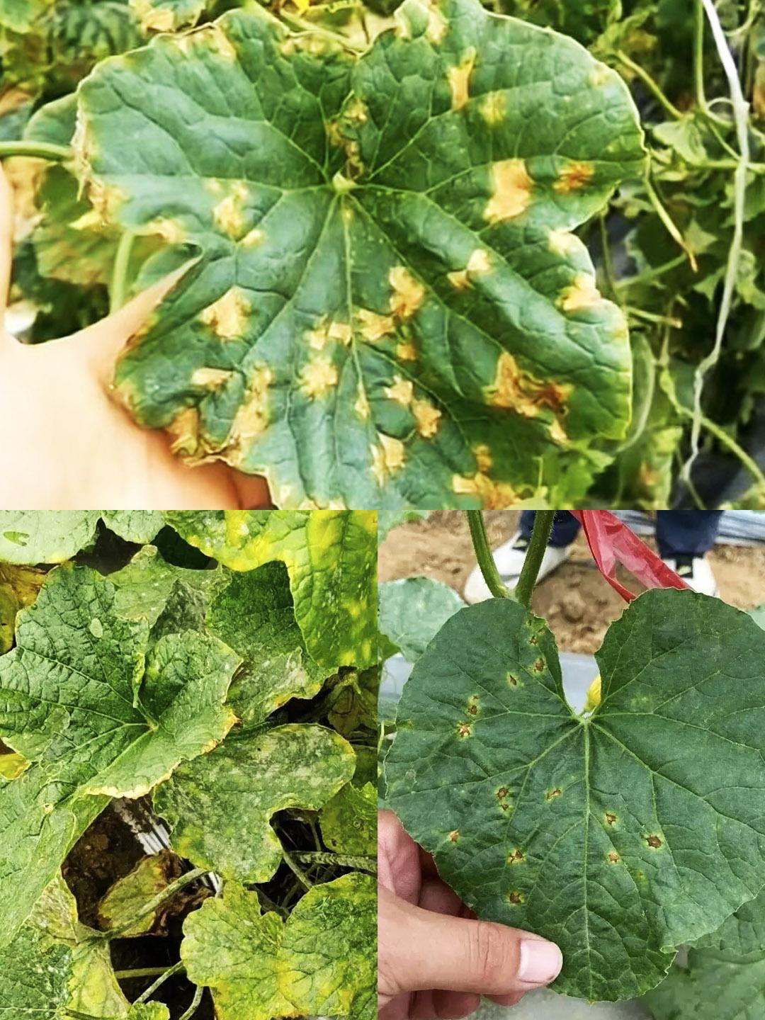 甜瓜霜霉病多和以下几种病害混发,要特别注意! 1,霜霉病和靶斑病