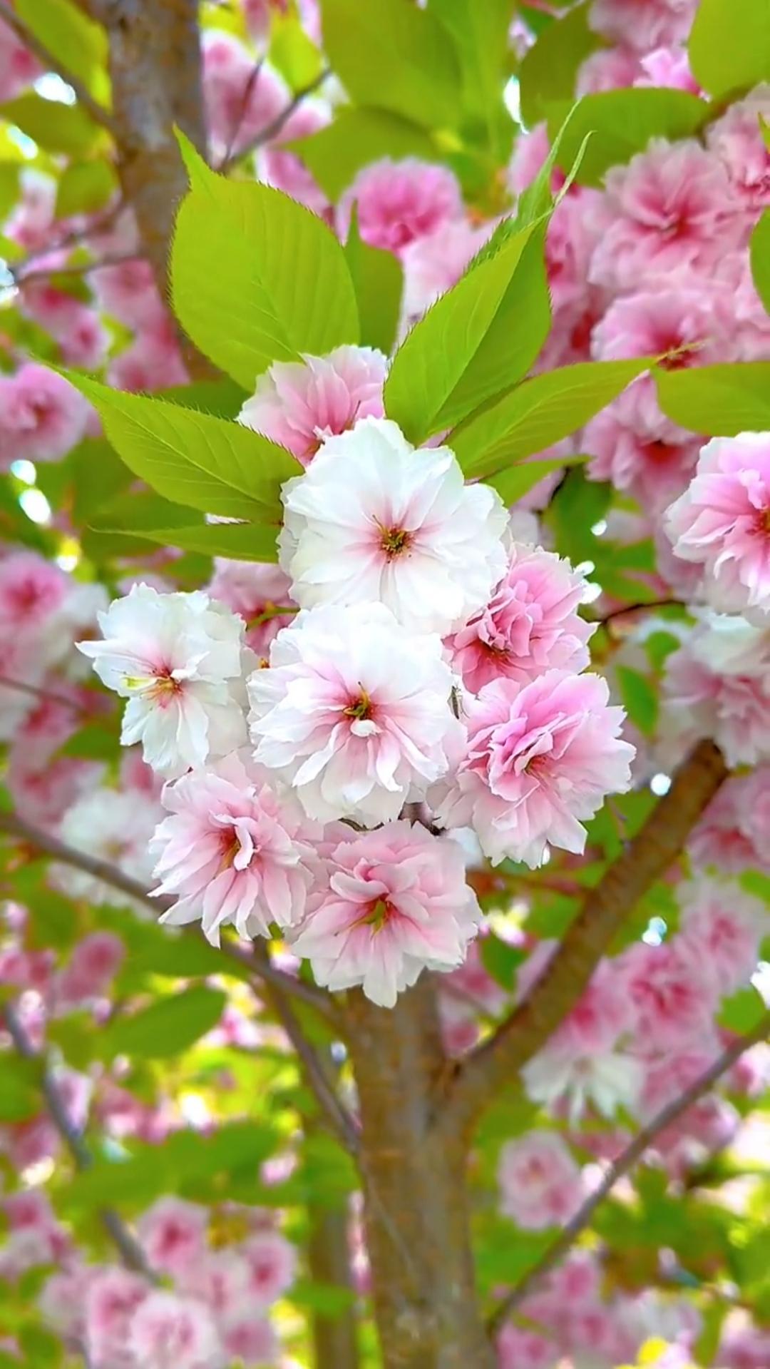 巴黎铁塔 的想法: 樱花开了,游人醉了