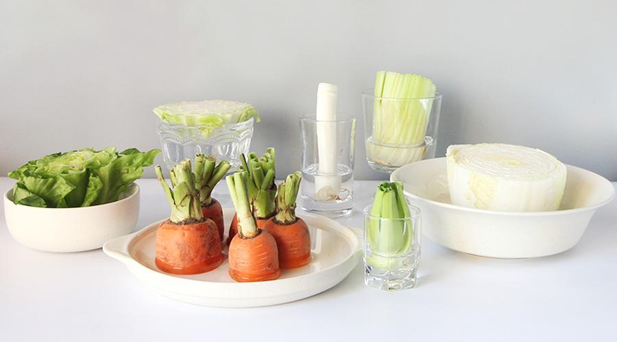 这些年被扔掉的菜根,原来还能继续长… 知乎