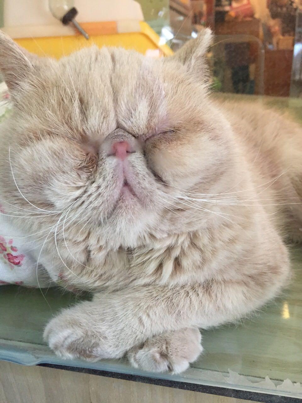 爱猫不能养猫是一种什么样的体验? - 为什么对