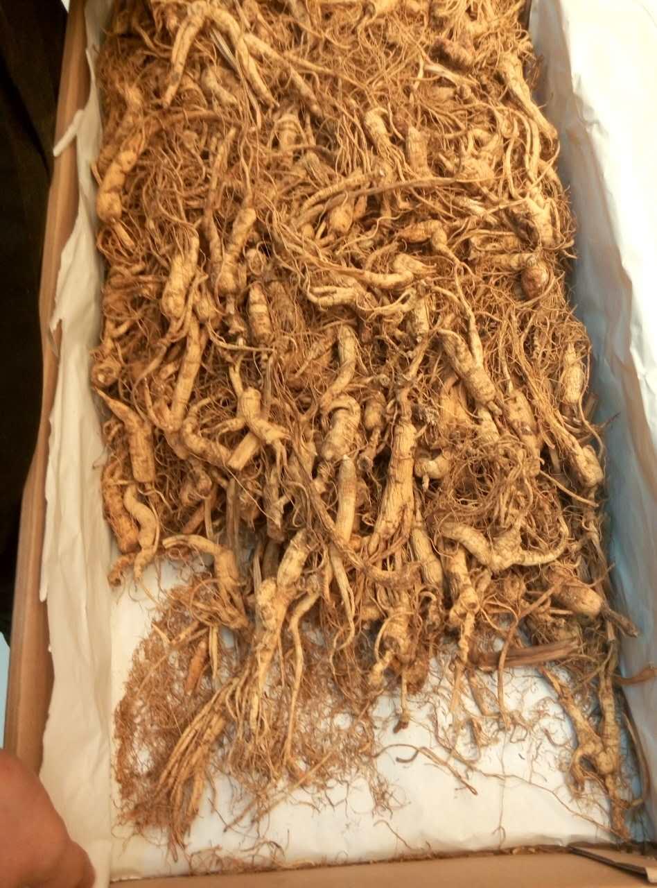 人参真的会跑吗? - 载流子的回答